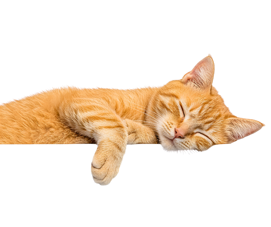 A ginger cat sleeping peacefully on a surface with its eyes closed and paw stretched out.