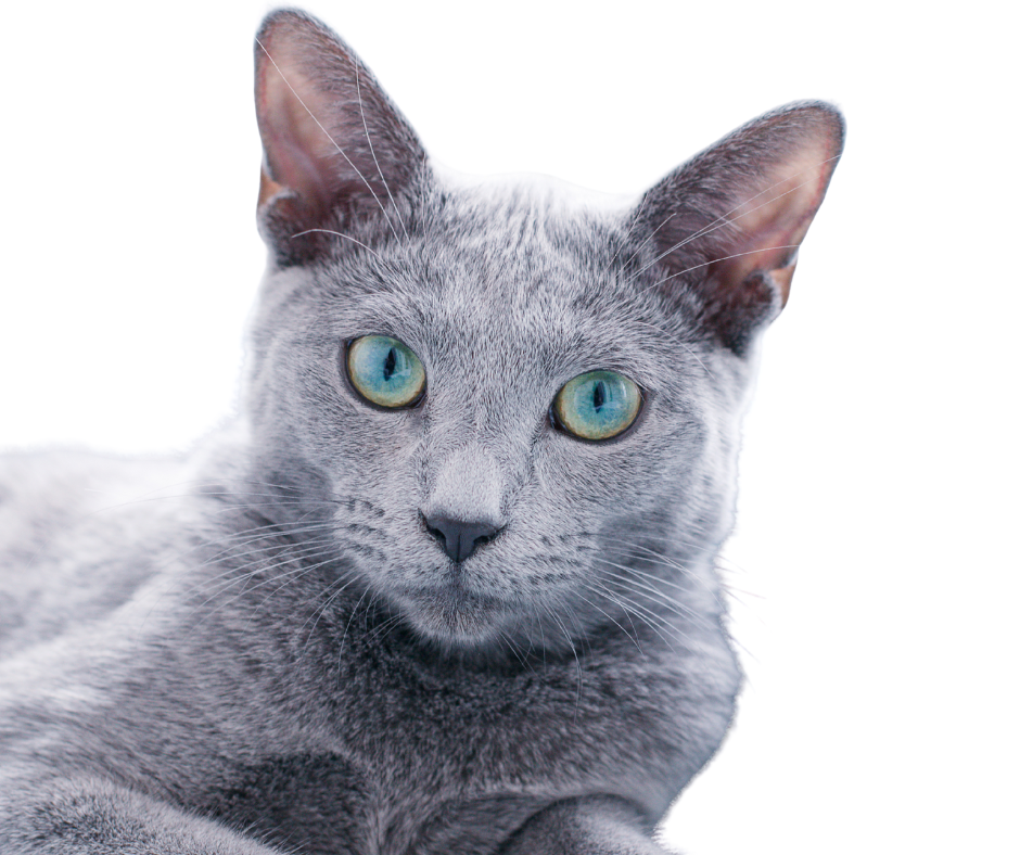 Gray cat with green eyes looking at camera, lying down with a white background.