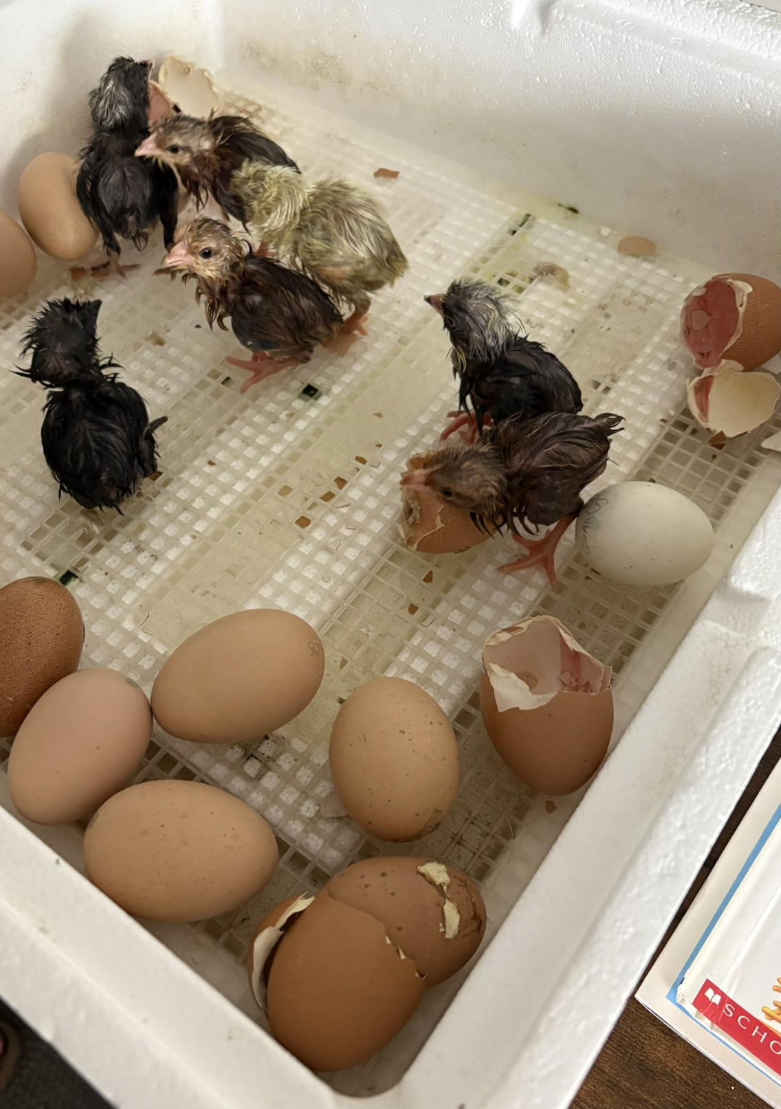 Screenshot 2026-01-18 at 12.30.53 PM.png