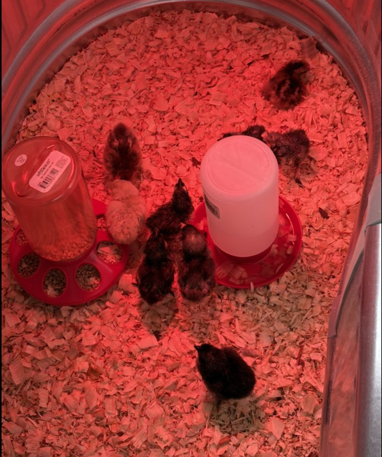 Screenshot 2026-01-18 at 12.32.15 PM.png