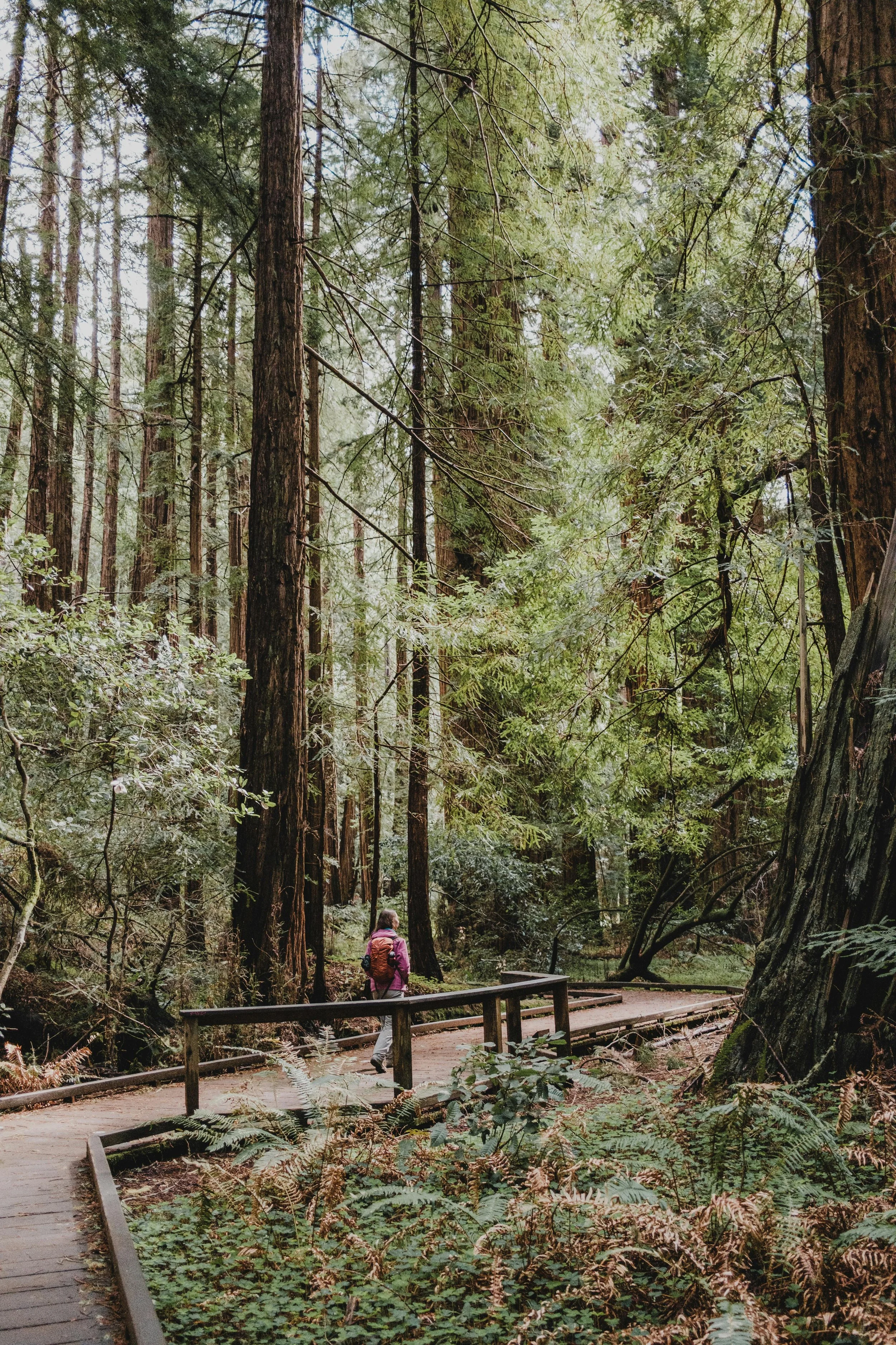 Hiker on wooden boardwalk trail through redwood forest in Marin County