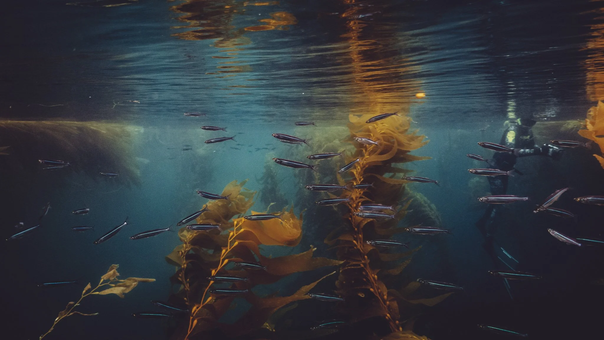 Underwater scene with school of small fish swimming near large kelp or seaweed plants.