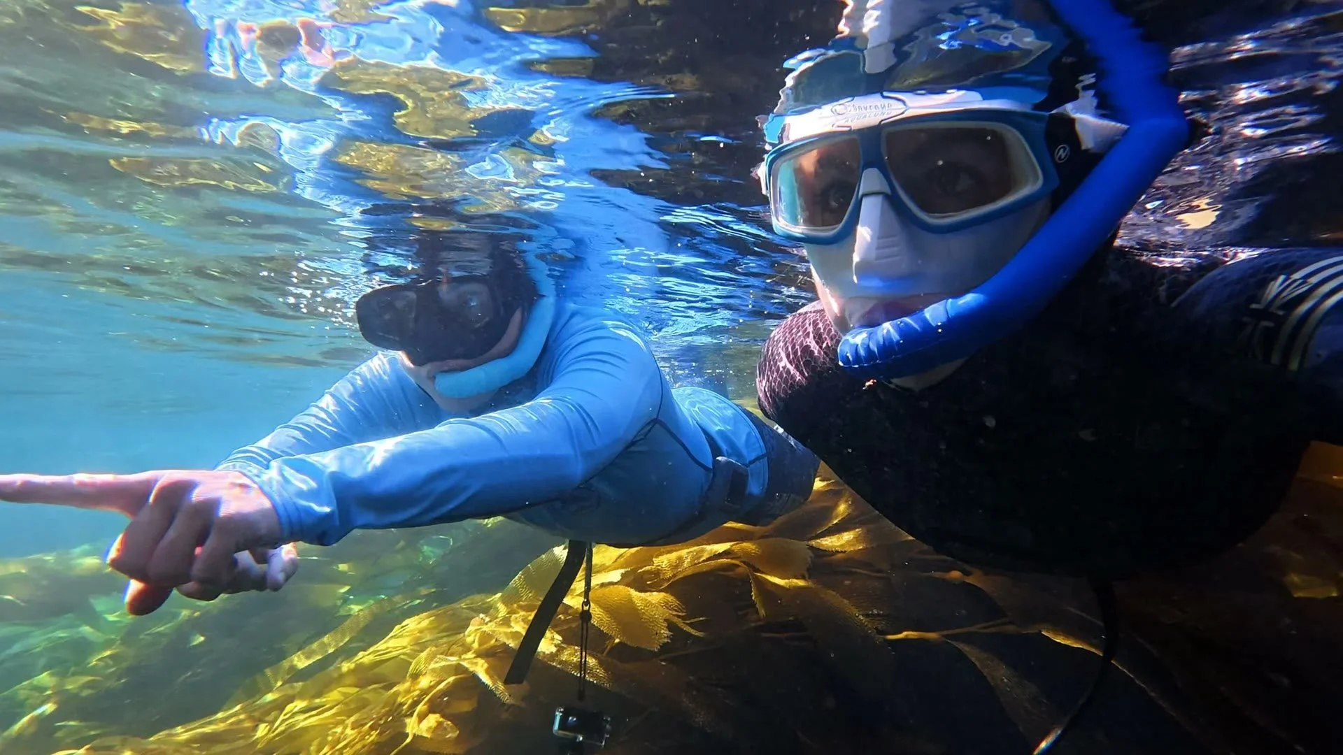 Snorkelers exploring the kelp forest in the Channel Islands              on a Spectre Snorkel guided tour