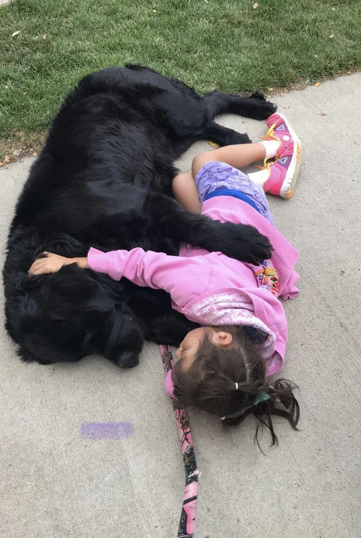 A young girl lying on the sidewalk cuddling with a large black Newfoundland dog, near a grassy area.
