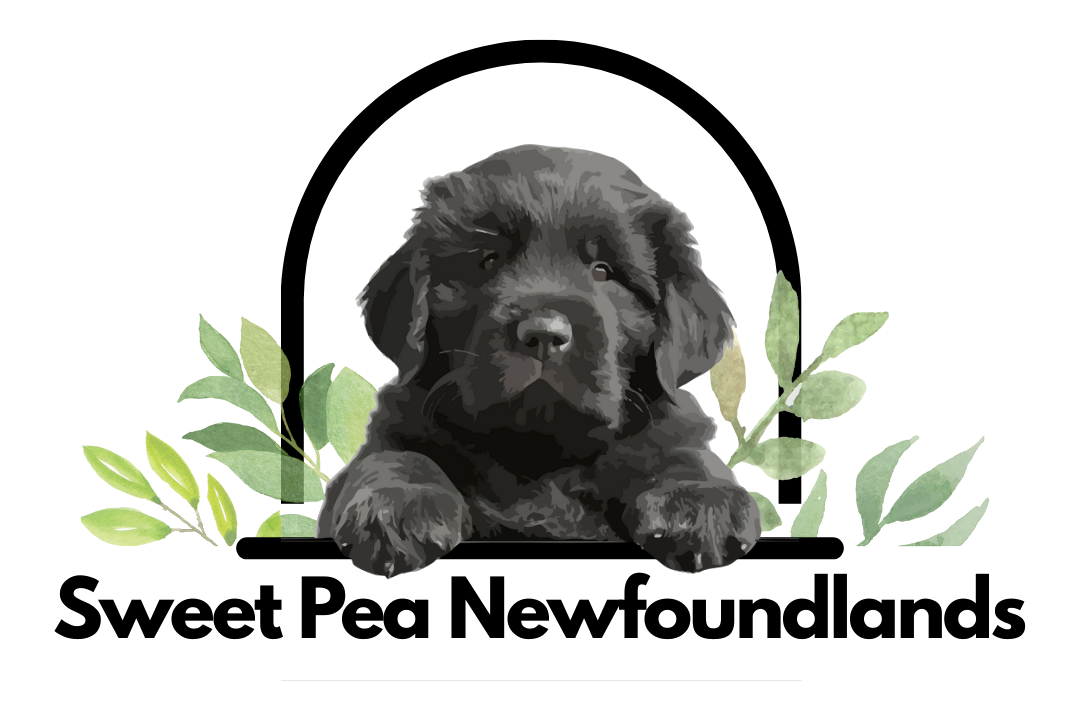 Sweet Pea Newfoundlands
