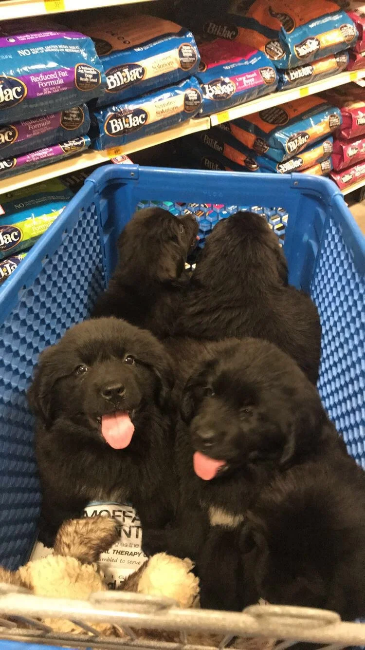 Pet quality Puppy (no papers)