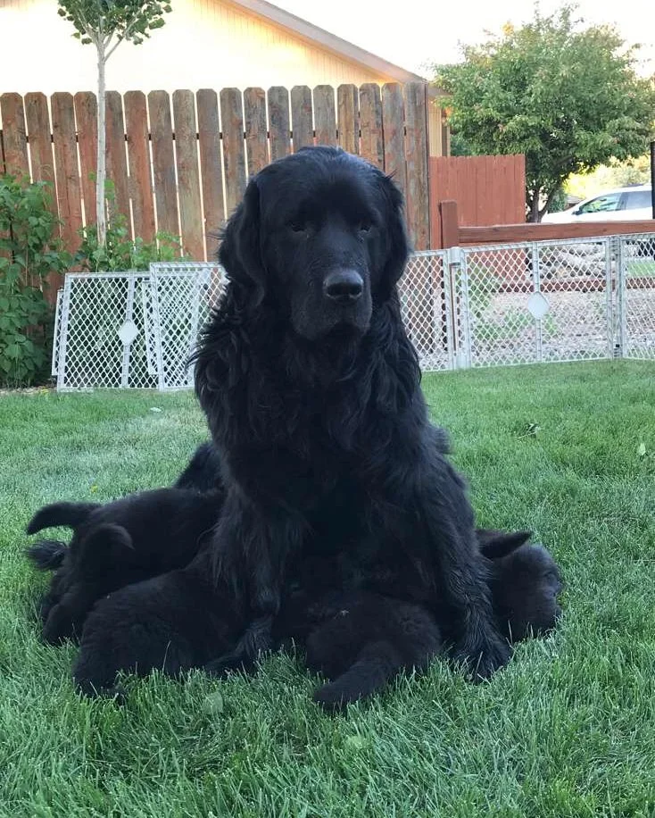 A large black Newfoundland with her puppies, sitting on a green lawn with other small puppies around its legs. There is a wooden fence and some trees and a house in the background.