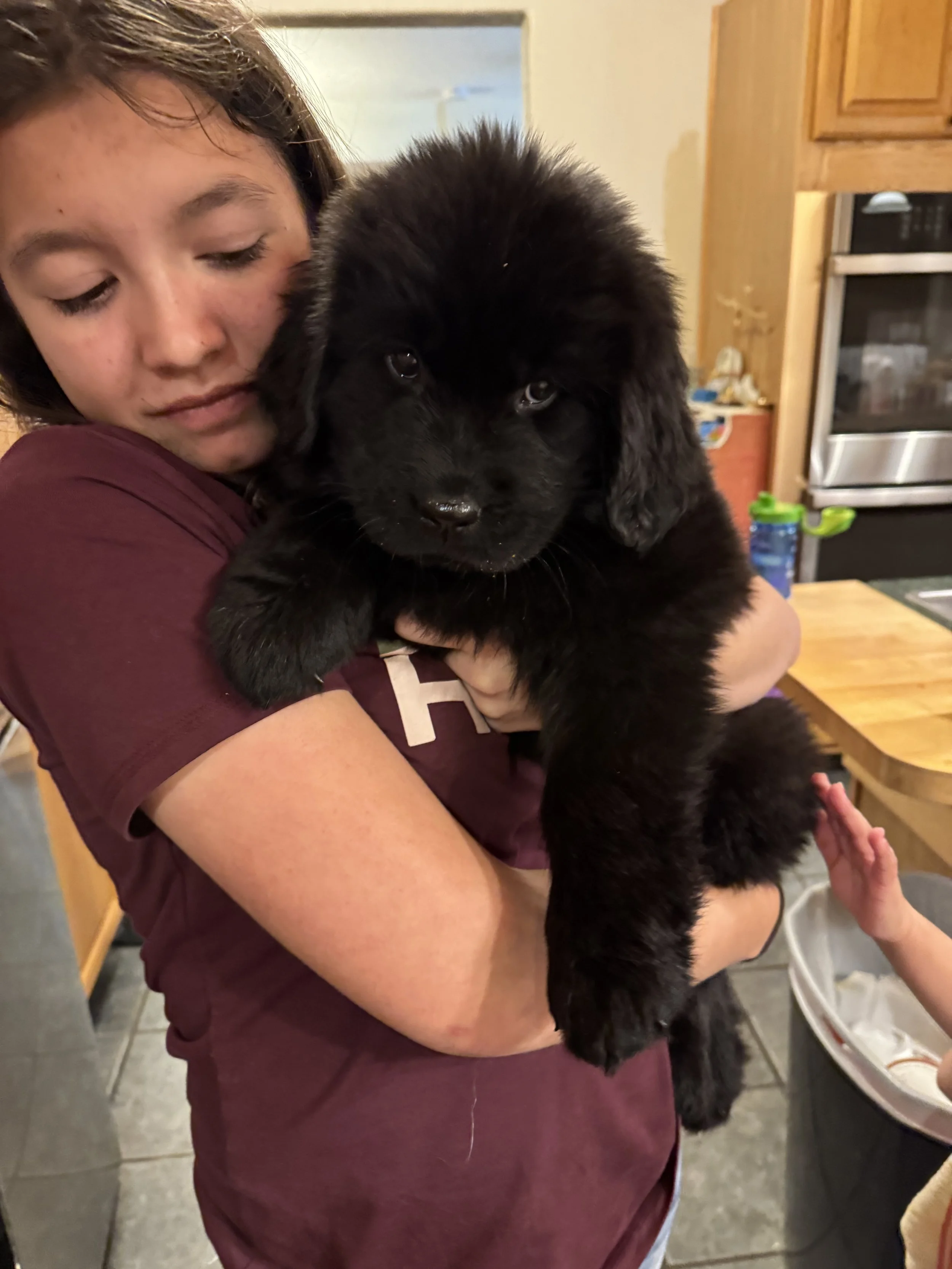 A girl holding a black Newfoundland puppy in a kitchen.