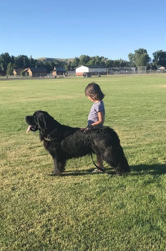 A young girl standing behind a large black Newfoundland in a grassy field with houses and trees in the background on a clear, sunny day.