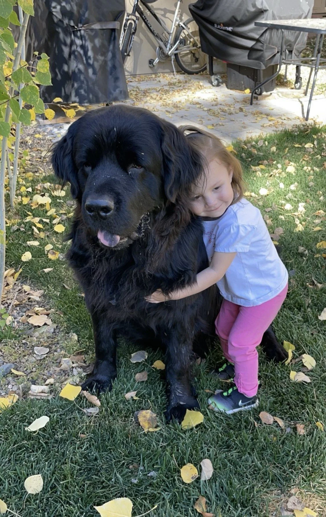A young girl hugging a large black Newfoundlandoutdoors on a grassy area with fallen leaves, a patio with furniture, a bicycle, and a grill in the background.
