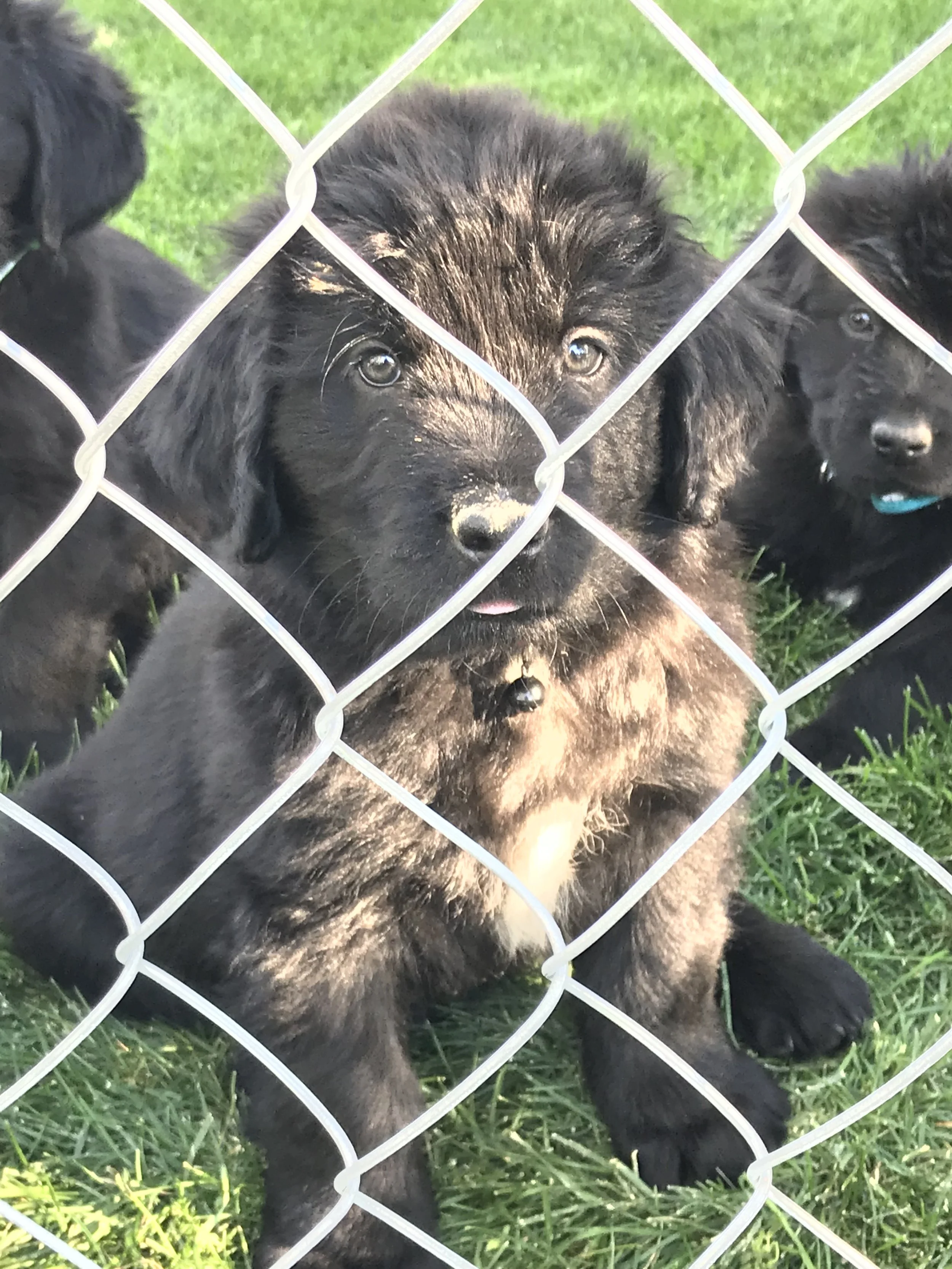 AKC Registered Puppy (limited registration)