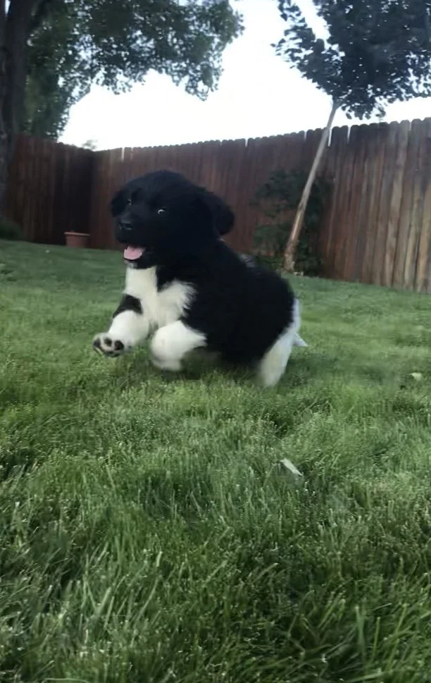 Cute Landseer  Newfoundland puppy running and playing on a green lawn in a backyard with trees and a wooden fence.