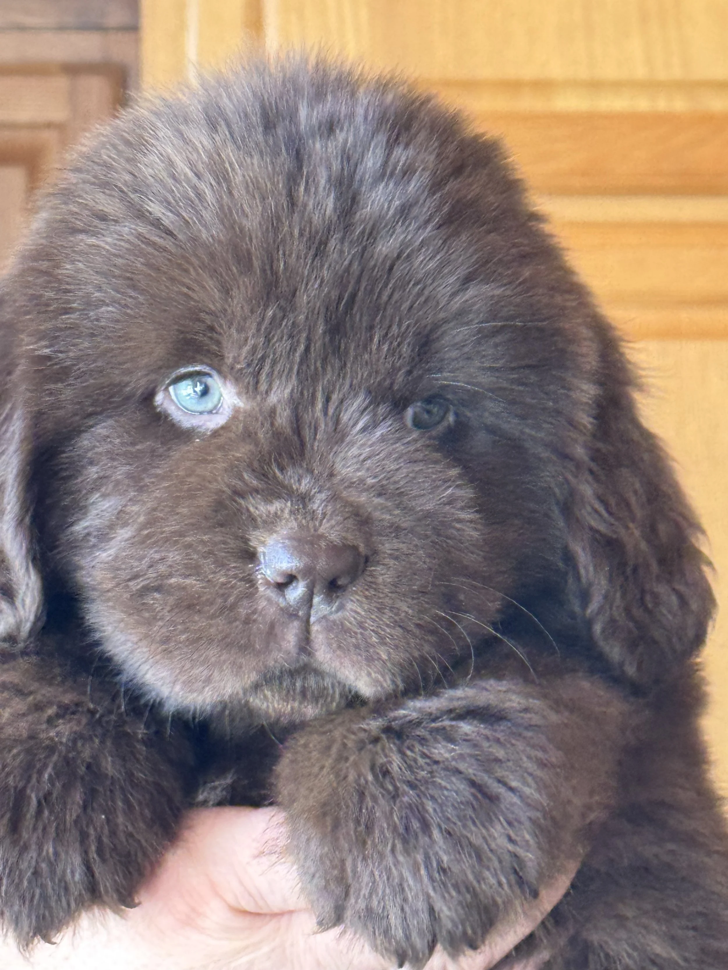 Puppy Payment
