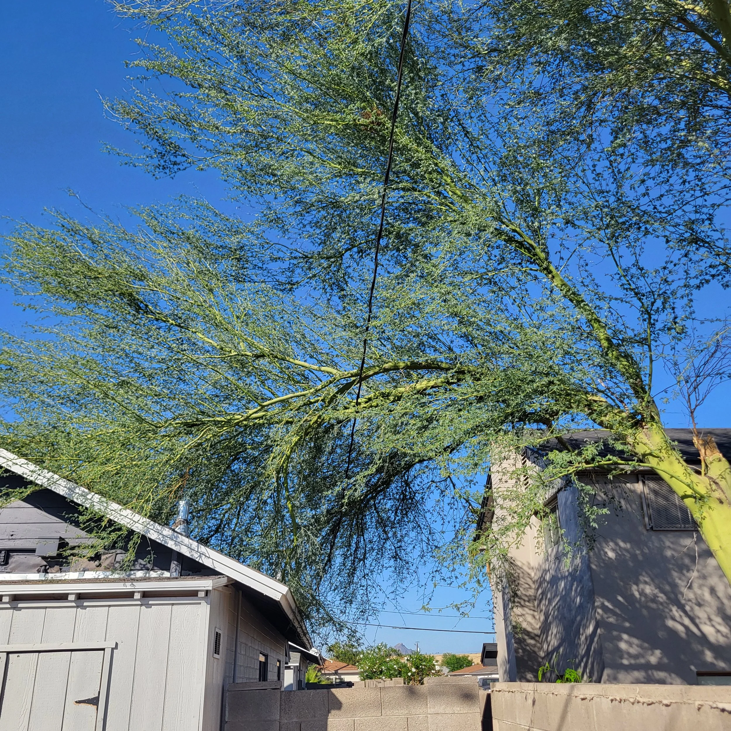 Overgrown palo verde tree crossing property line and power line before professional trimming in Phoenix AZ