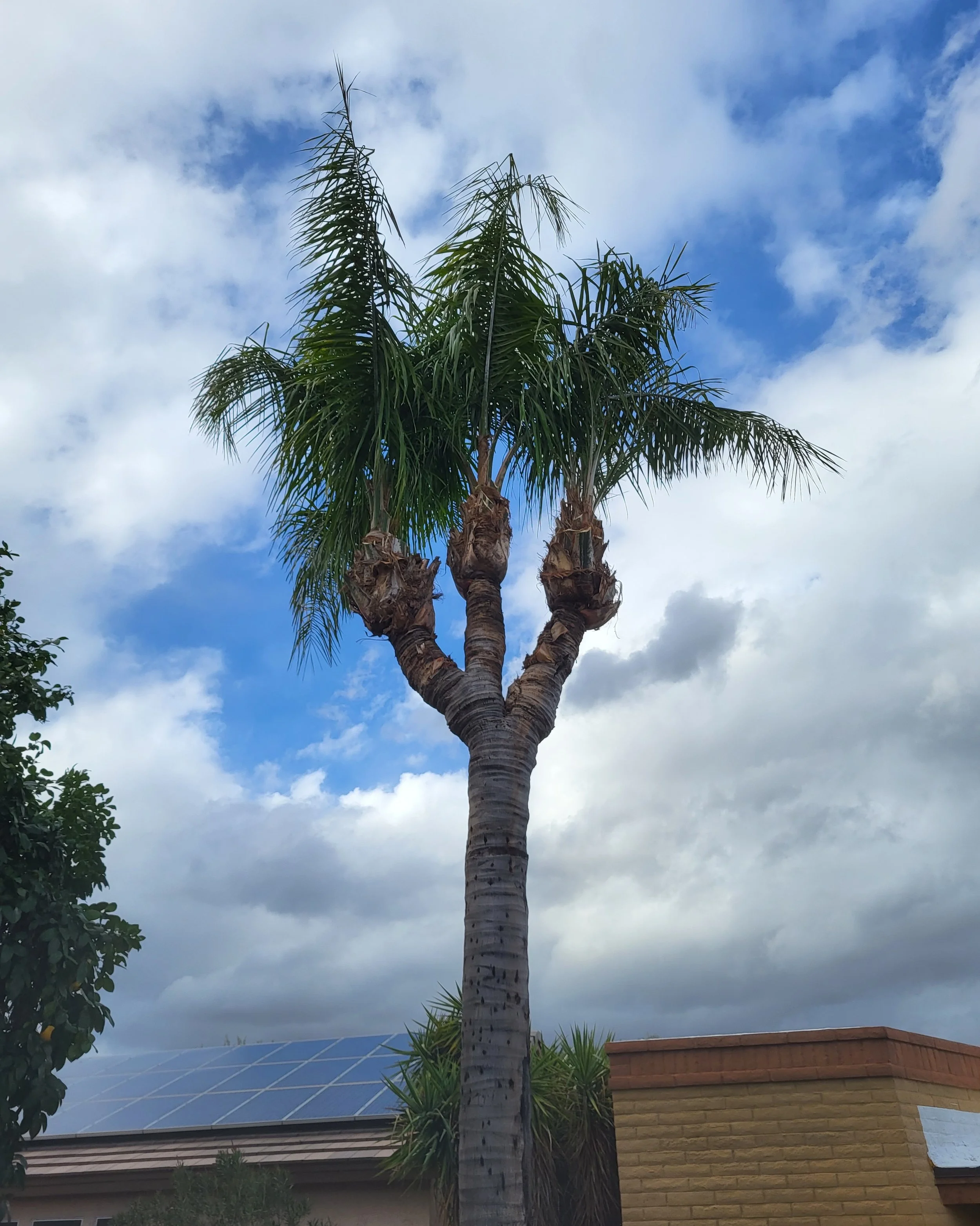 unique triple head queen palm maintained with professional trimming in Phoenix Arizona.