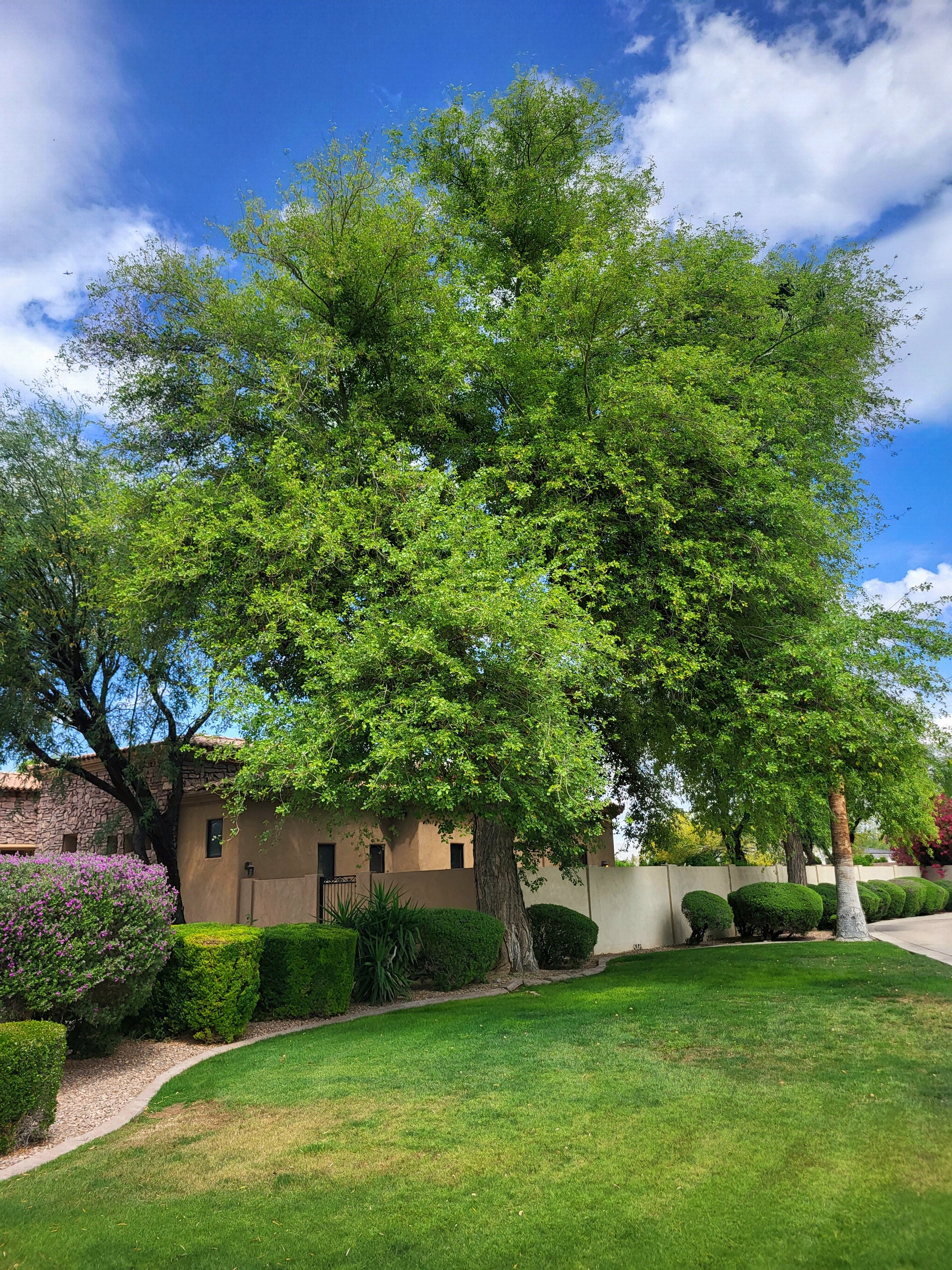 Large sissoo tree before trimming at residential property in Paradise Valley Arizona