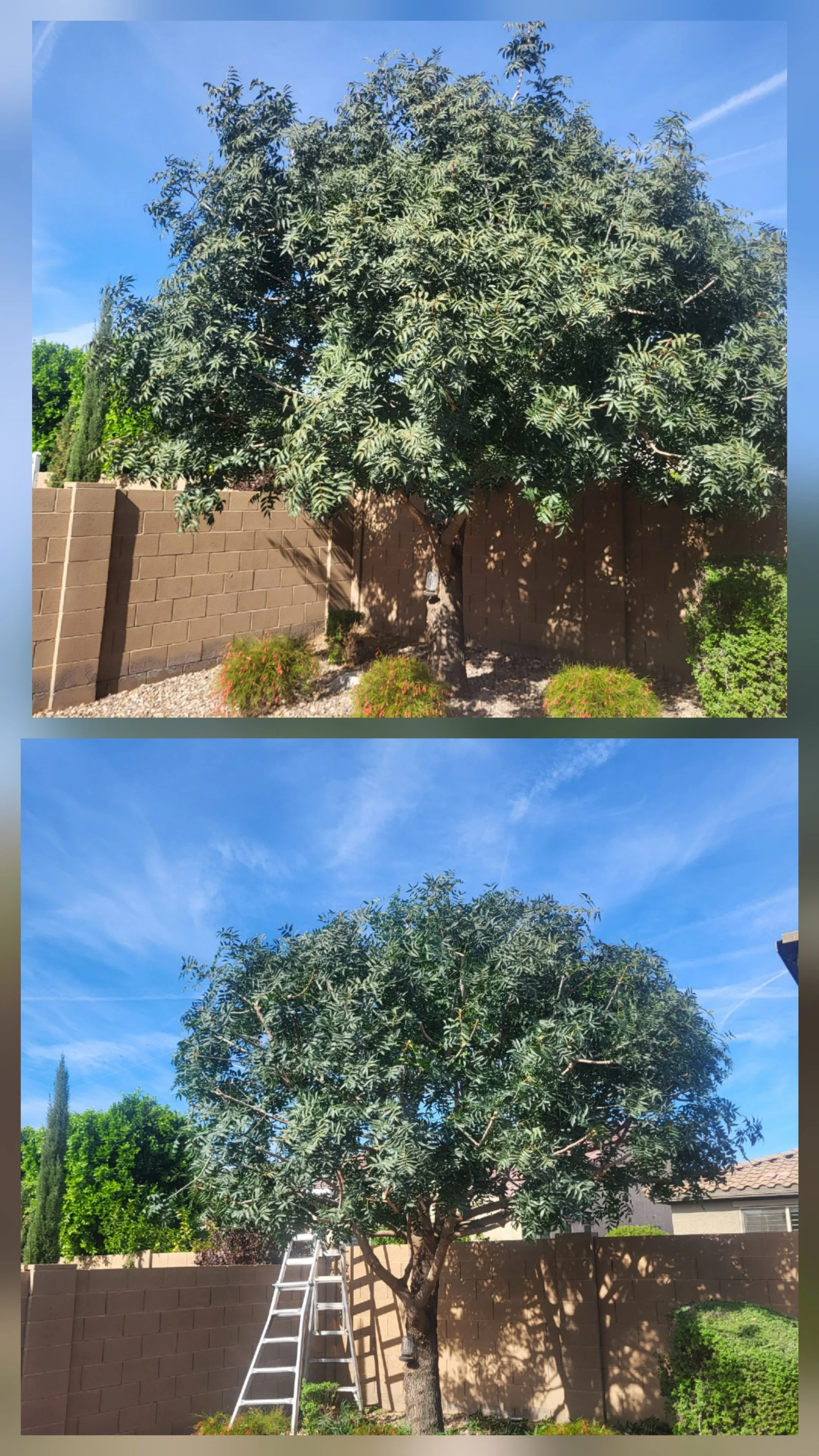 Before and after chinaberry tree trimming in Gilbert Arizona by Berkseth Quality Landscaping
