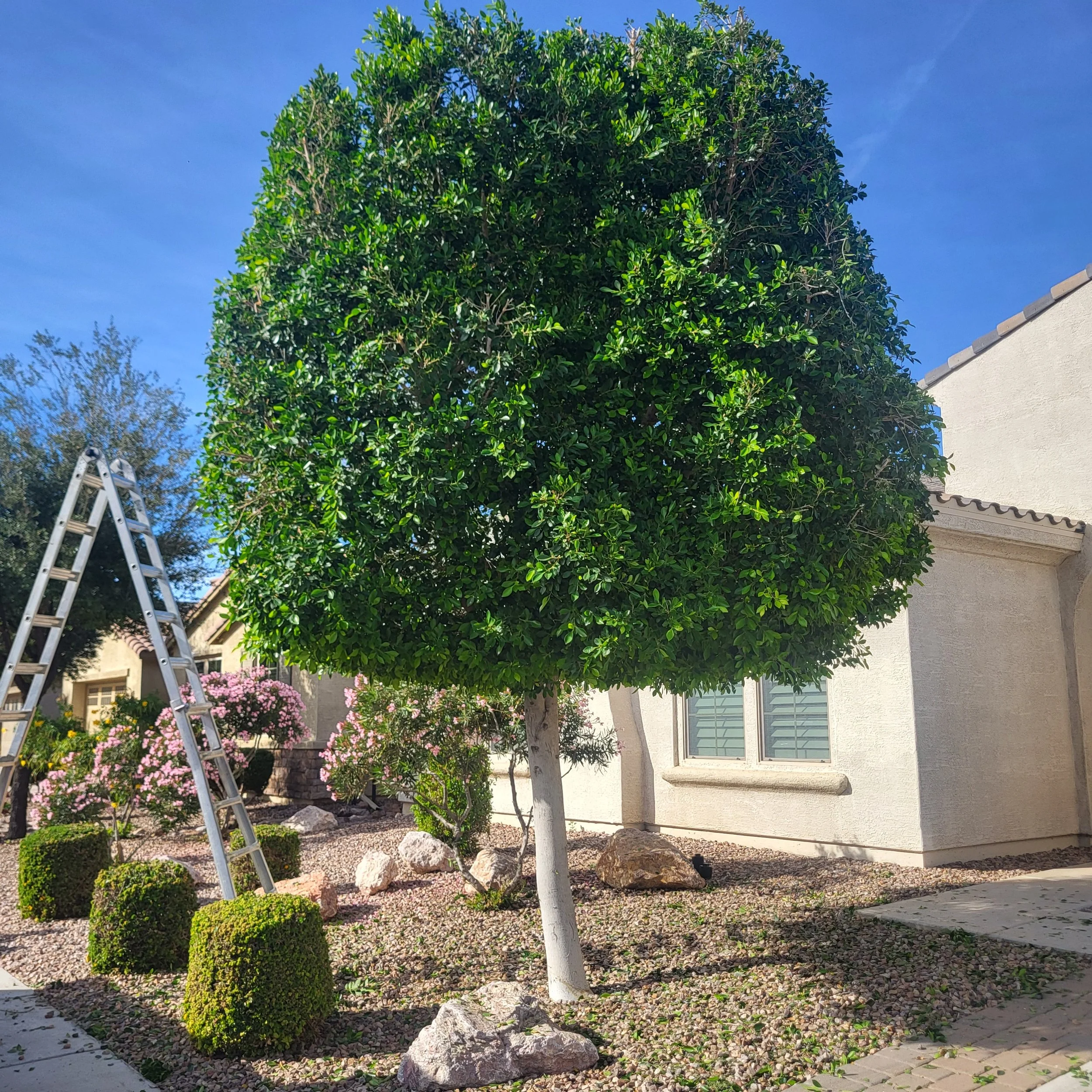 Ficus tree after professional trimming in Gilbert Arizona by Berkseth Quality Landscaping