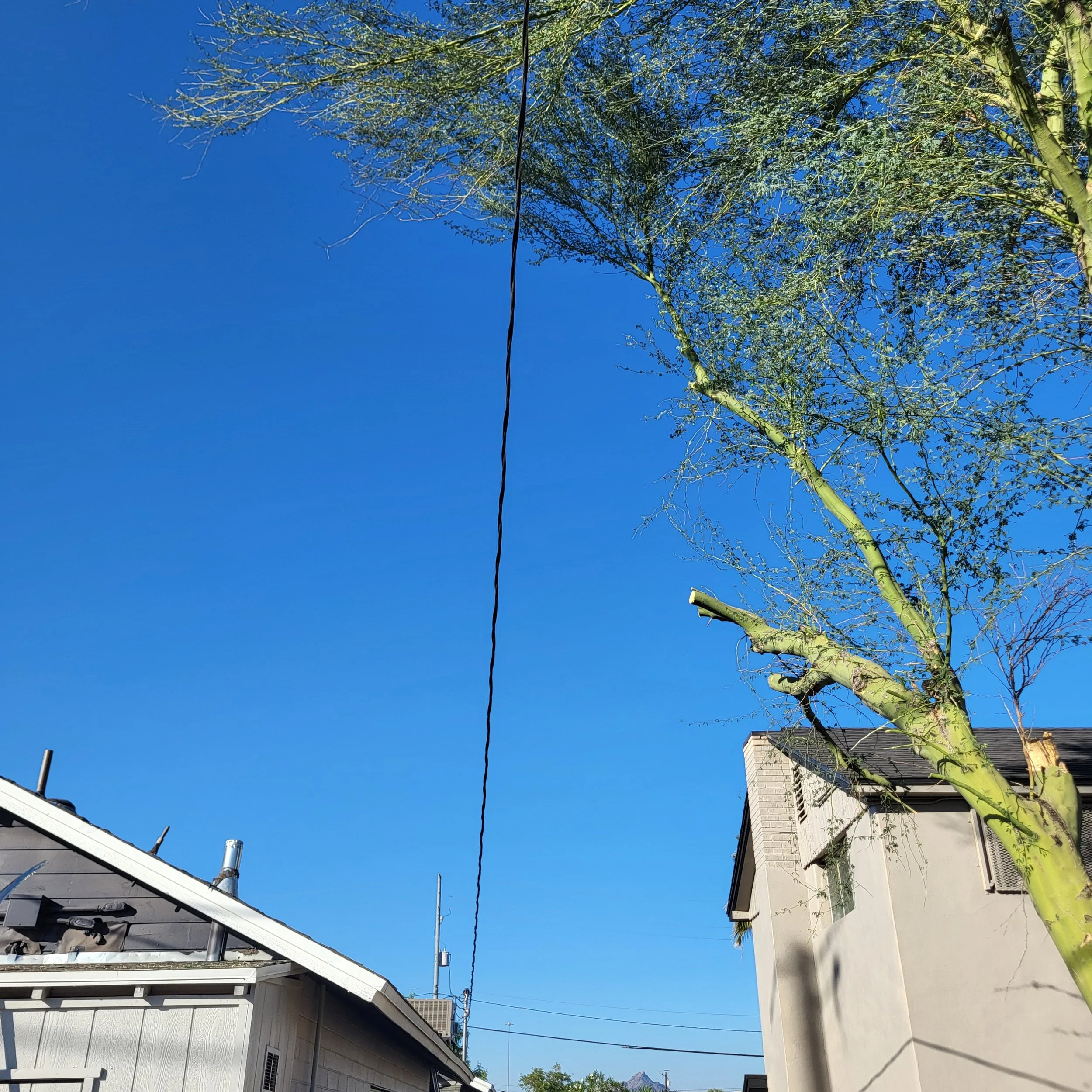 Palo verde tree professionally trimmed for power line and property line clearance in Phoenix AZ