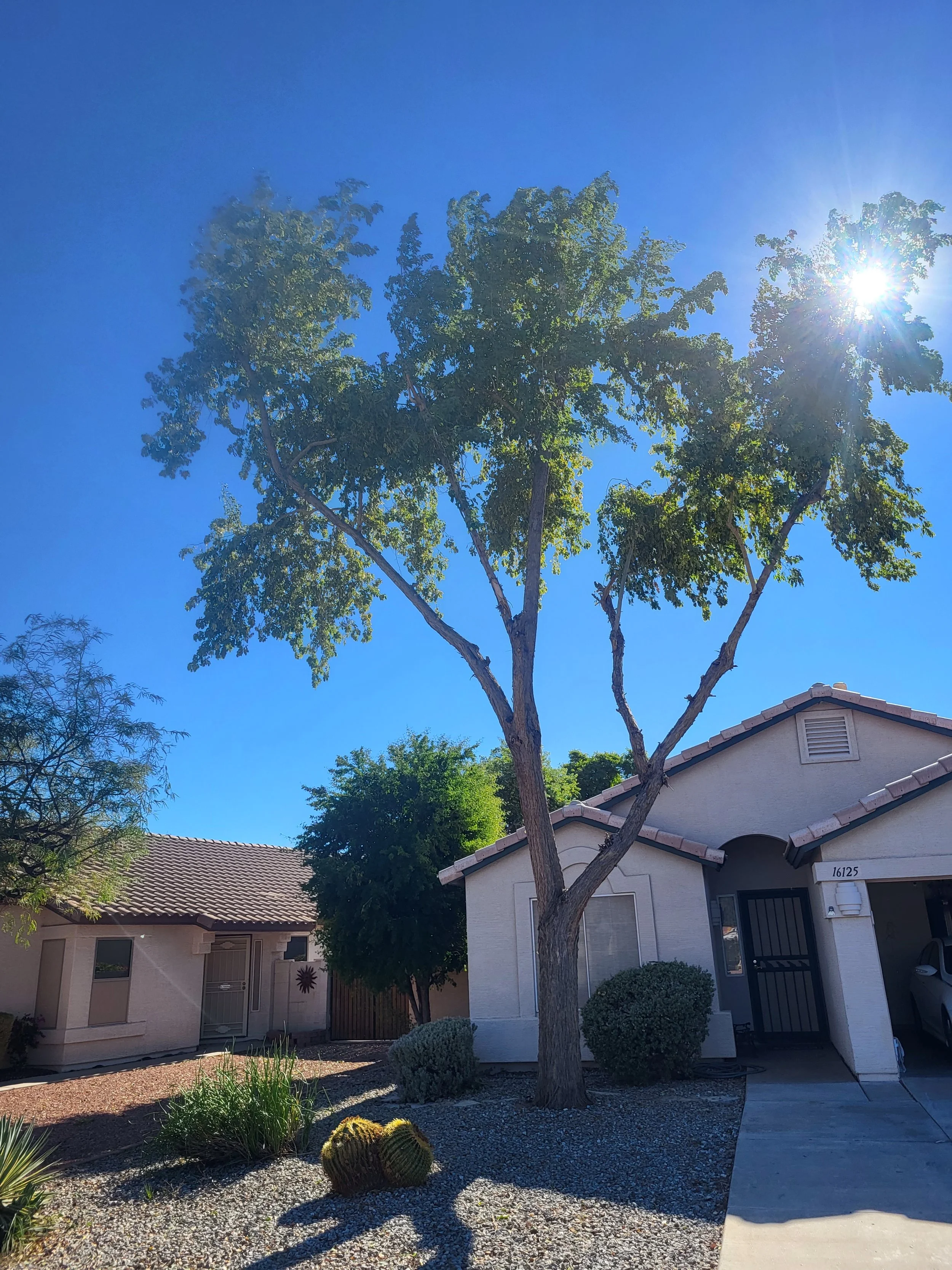 sissoo tree after professional canopy thinning and structural pruning in Scottsdale Arizona