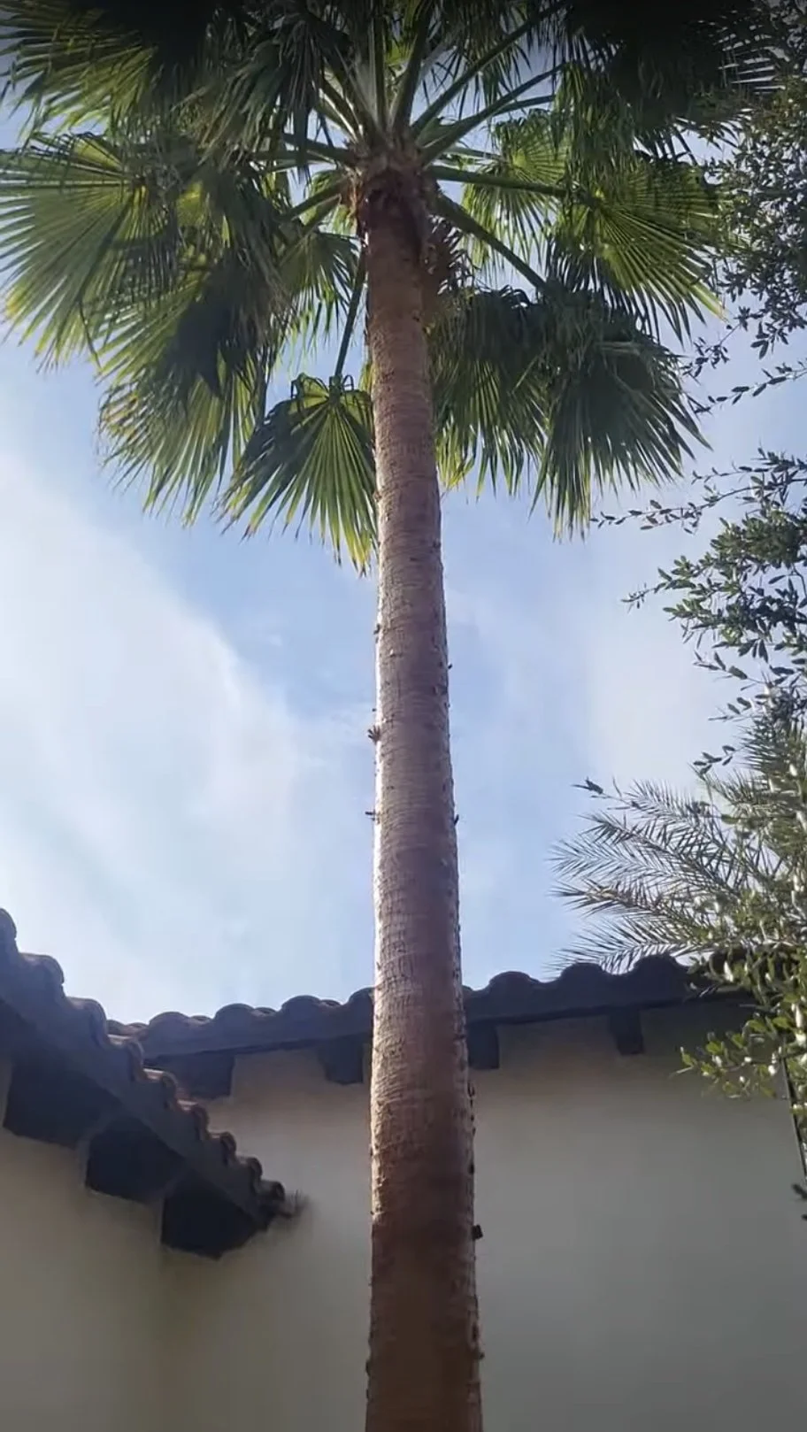 mexican fan palm after seed pod removal and professional trunk skinning in Paradise Valley Arizona