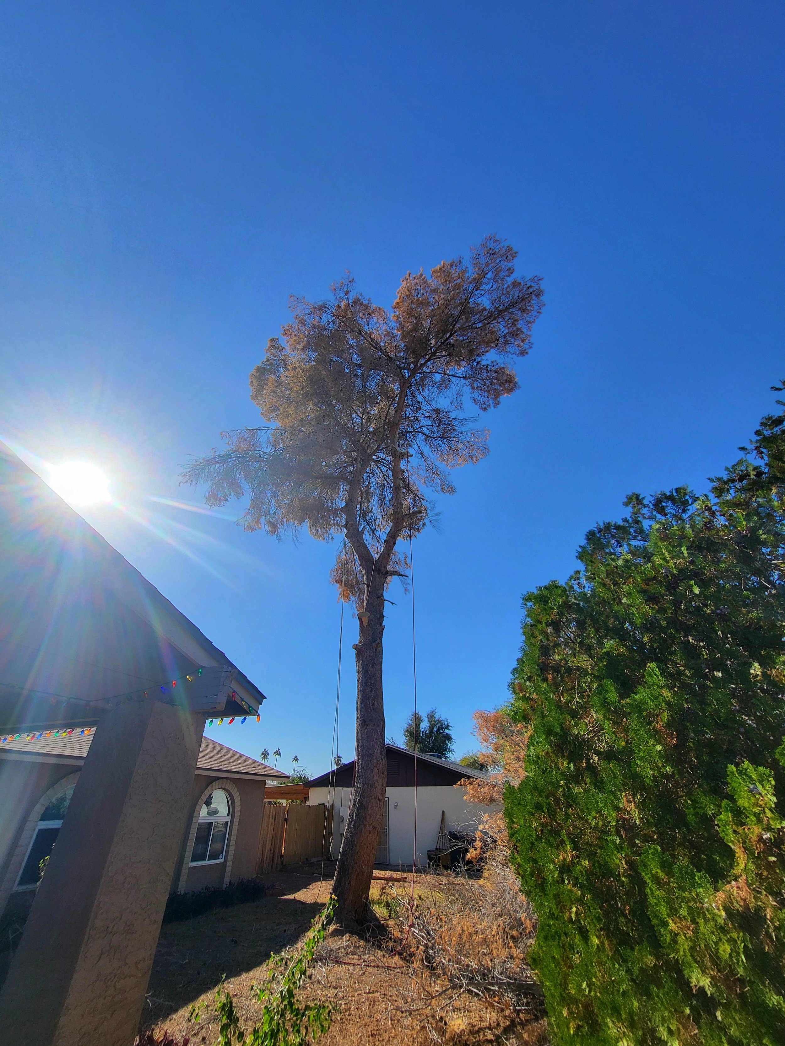 Aleppo pine tree mid removal with upper sections cut during tree removal in Scottsdale Arizona