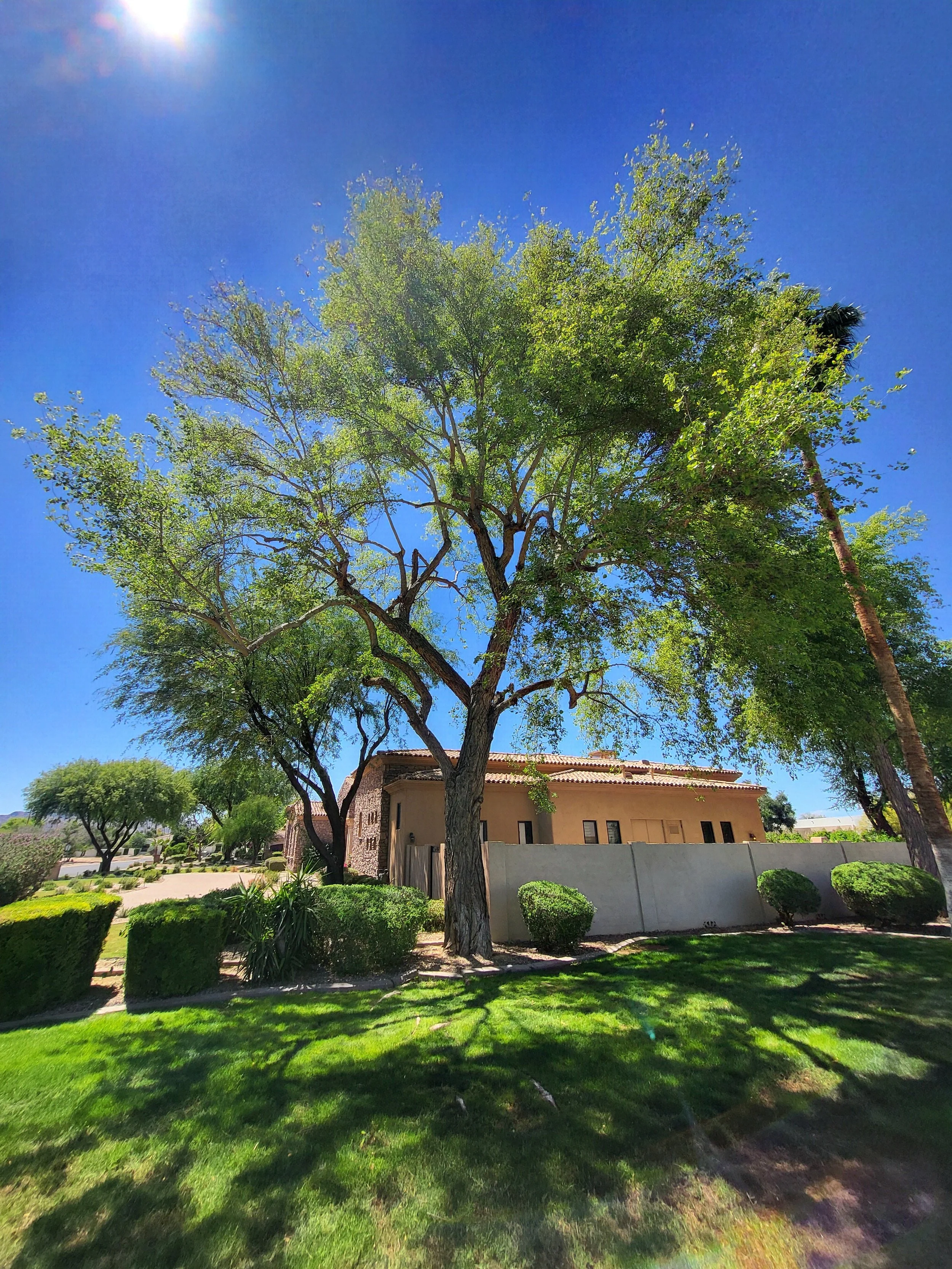 Large sissoo tree after canopy trimming at residential property in Paradise Valley Arizona