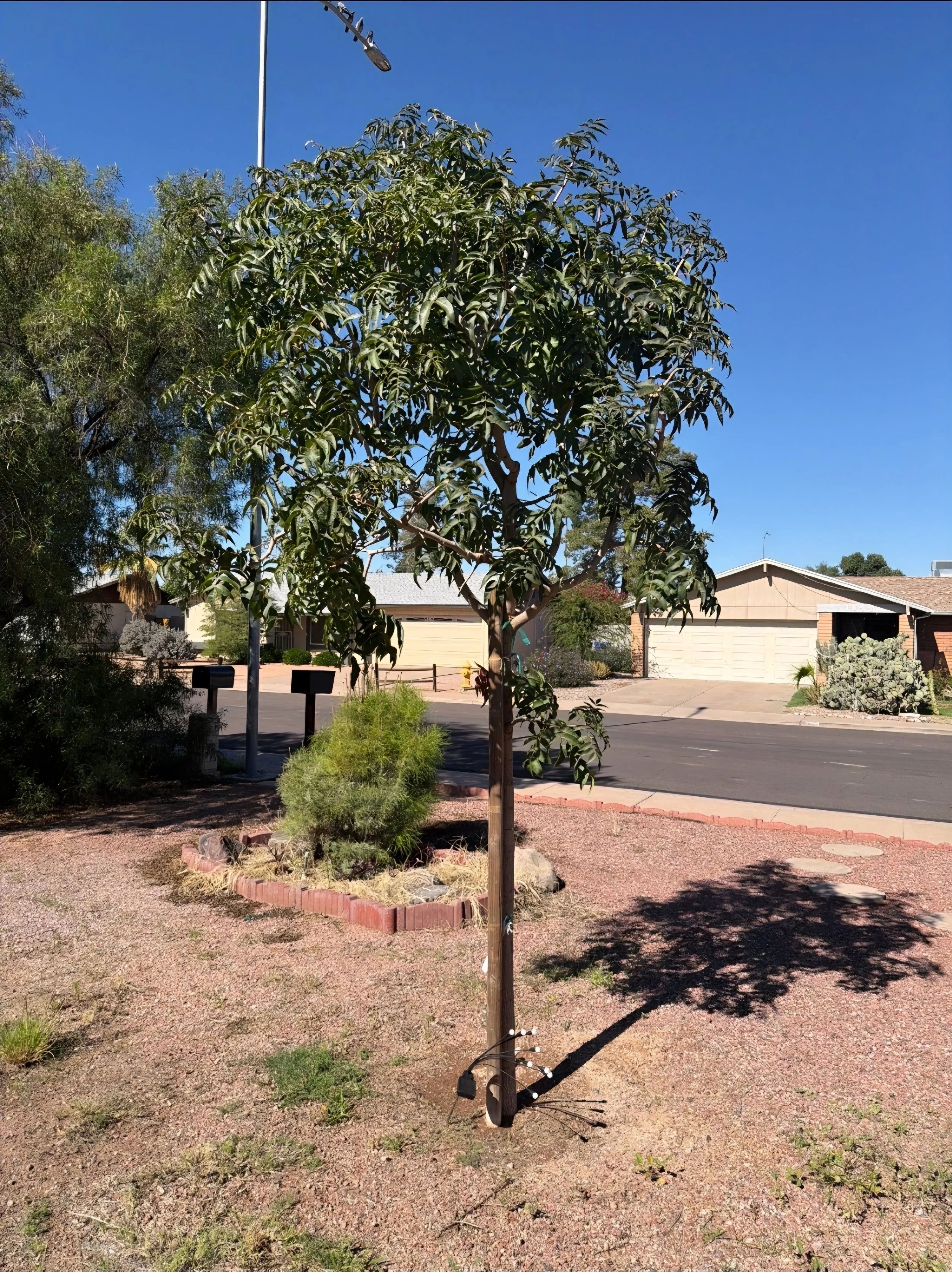 Red push pistache tree thriving one year after planting in Scottsdale Arizona yard