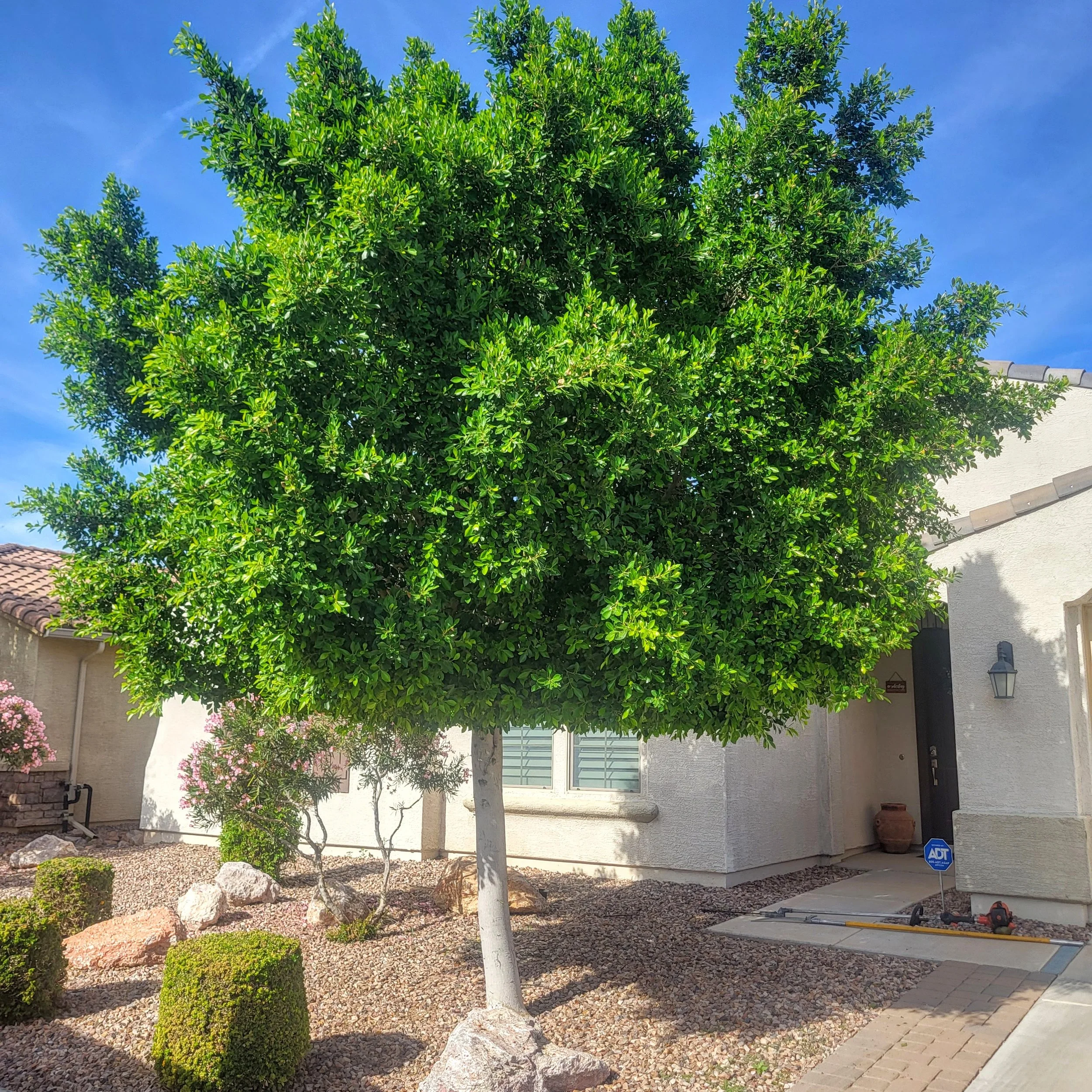 Large overgrown ficus tree before pruning service in Gilbert AZ