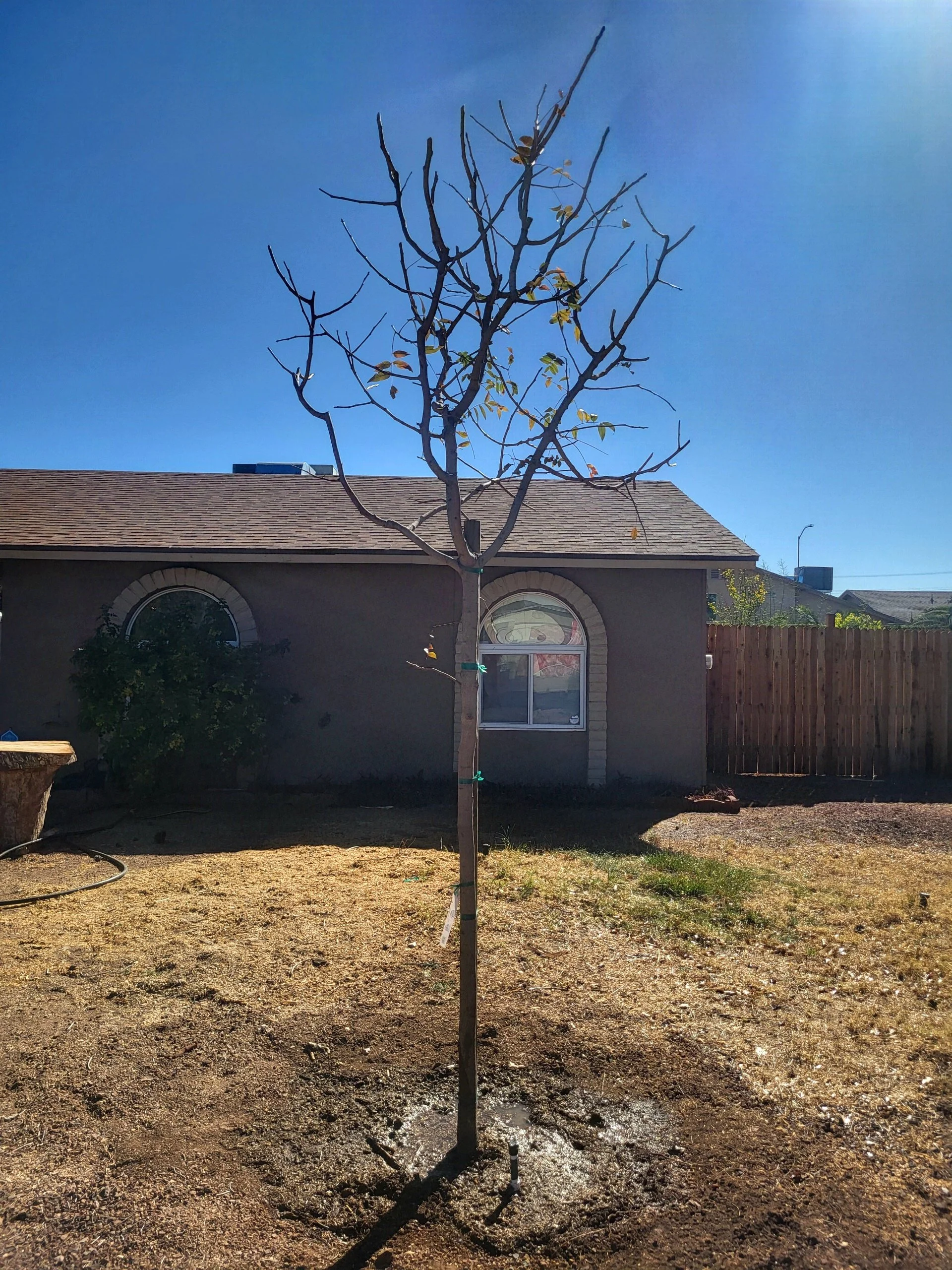Red push pistache tree newly planted as replacement tree in Scottsdale Arizona