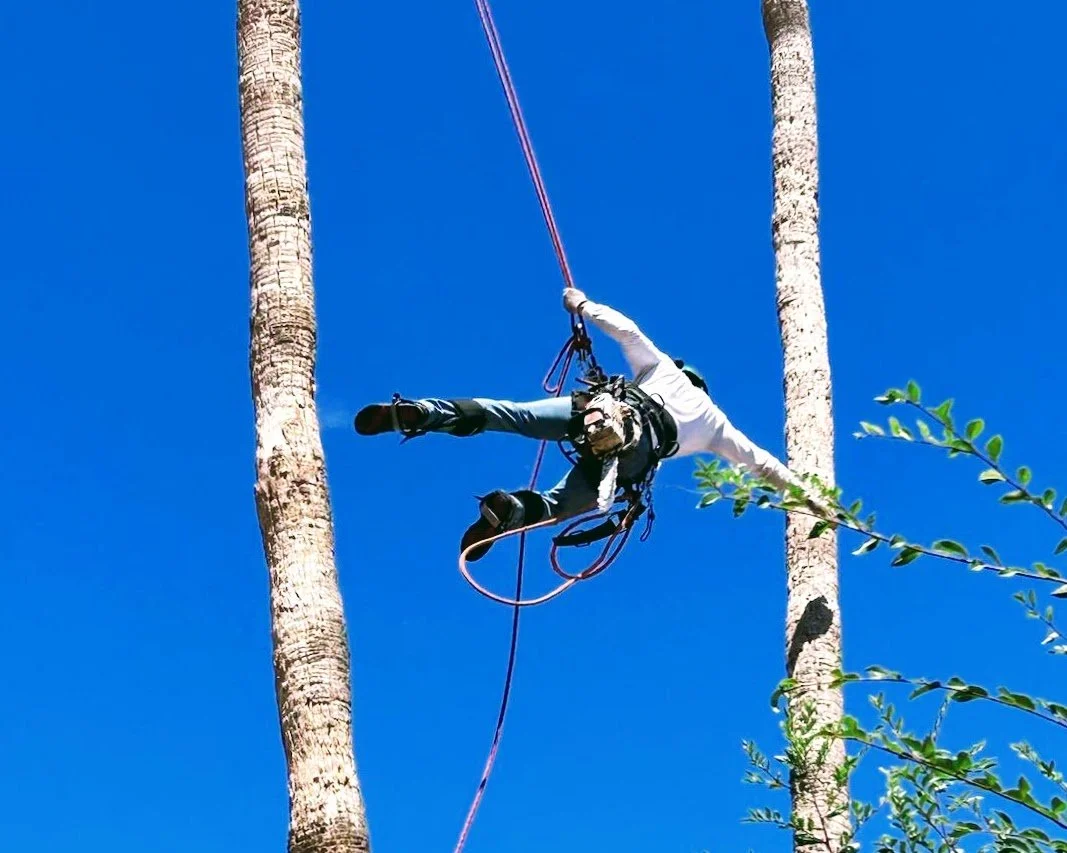 Professional arborist climbing palm tree for trimming using rope and harness in Phoenix Arizona