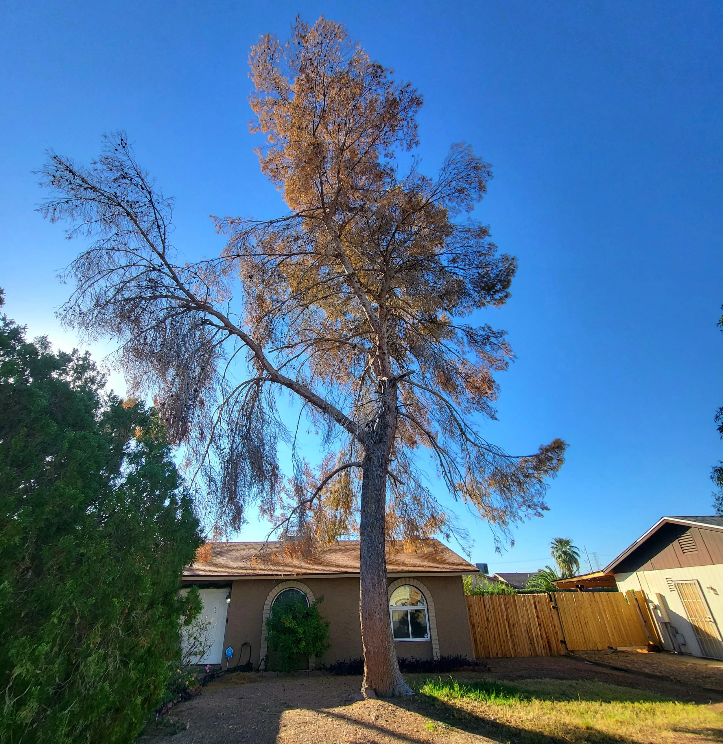 Dead aleppo pine tree before removal in Scottsdale Arizona near residential home