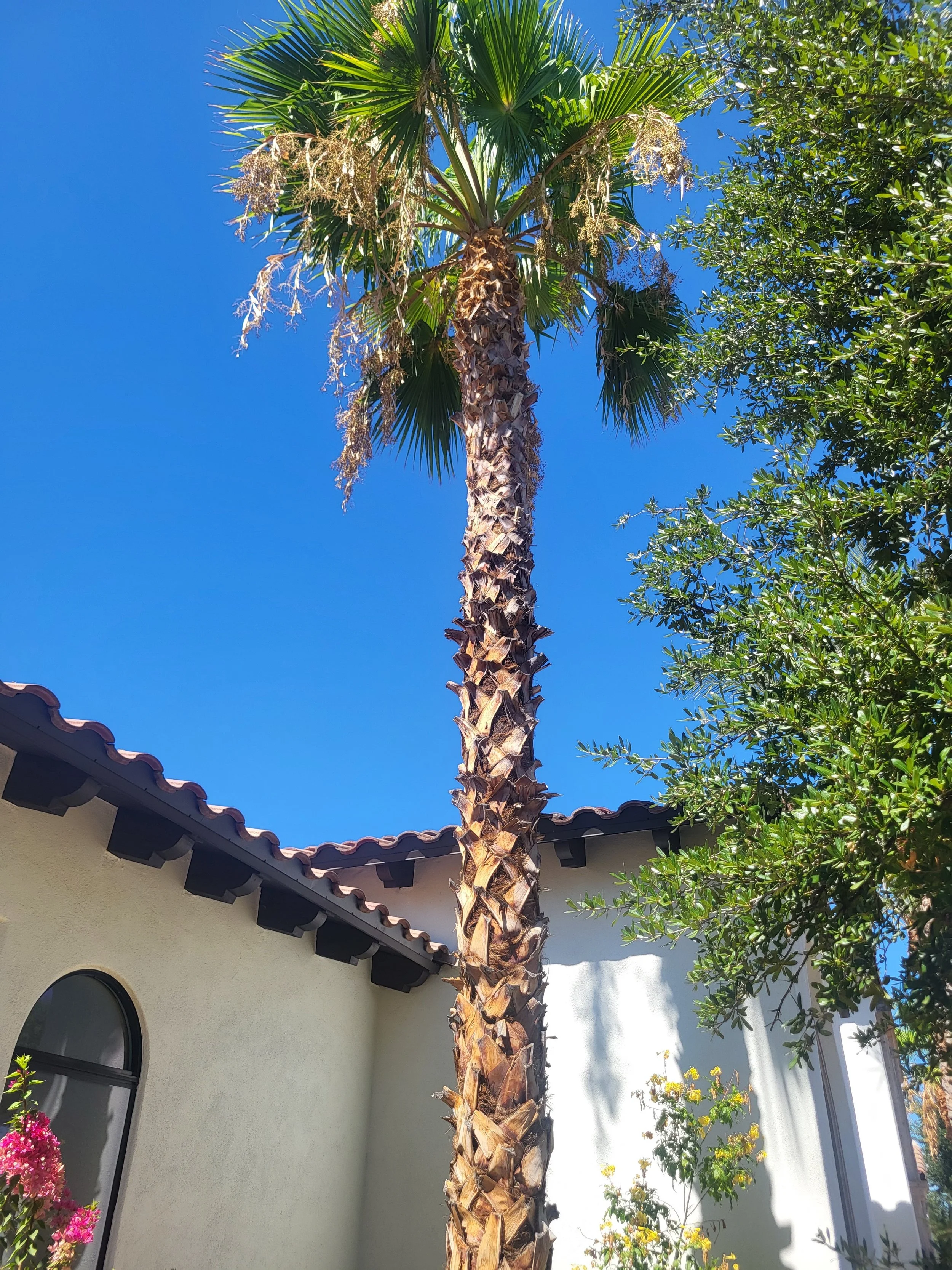 mexican fan palm before seed pod removal and skinning in Paradise Valley Arizona