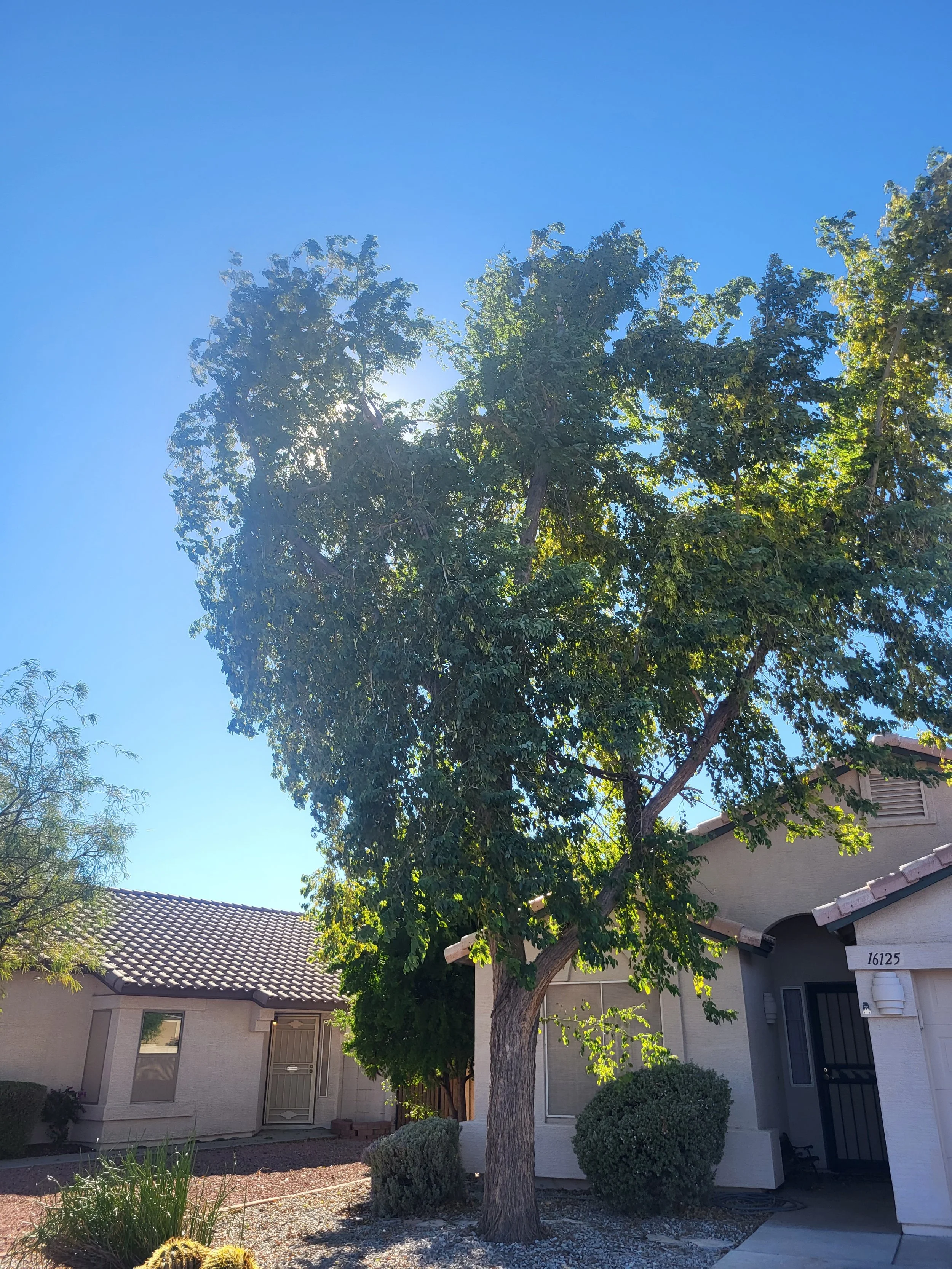 sissoo tree before professional trimming at residential property in Scottsdale Arizona