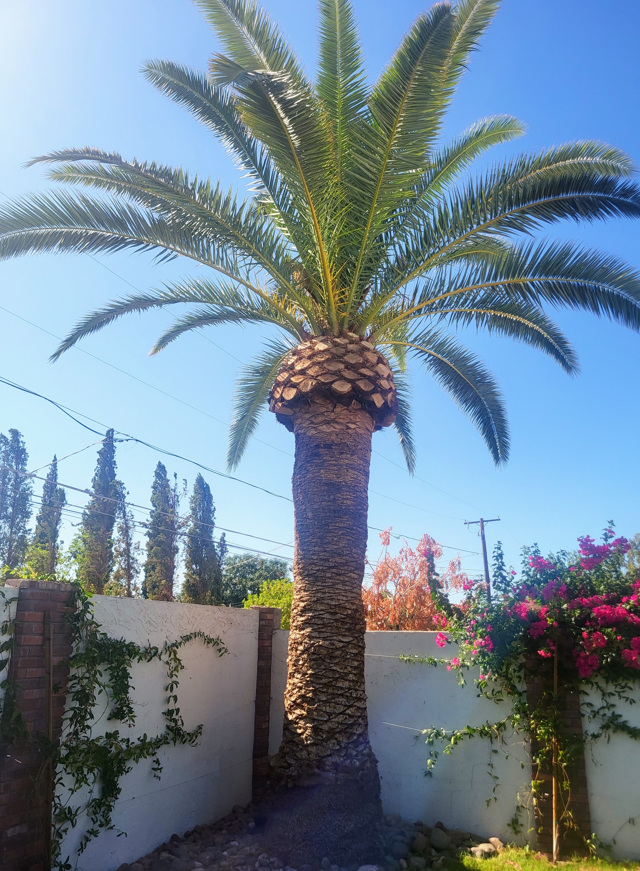 date palm after professional trimming at residential property in North Phoenix Arizona