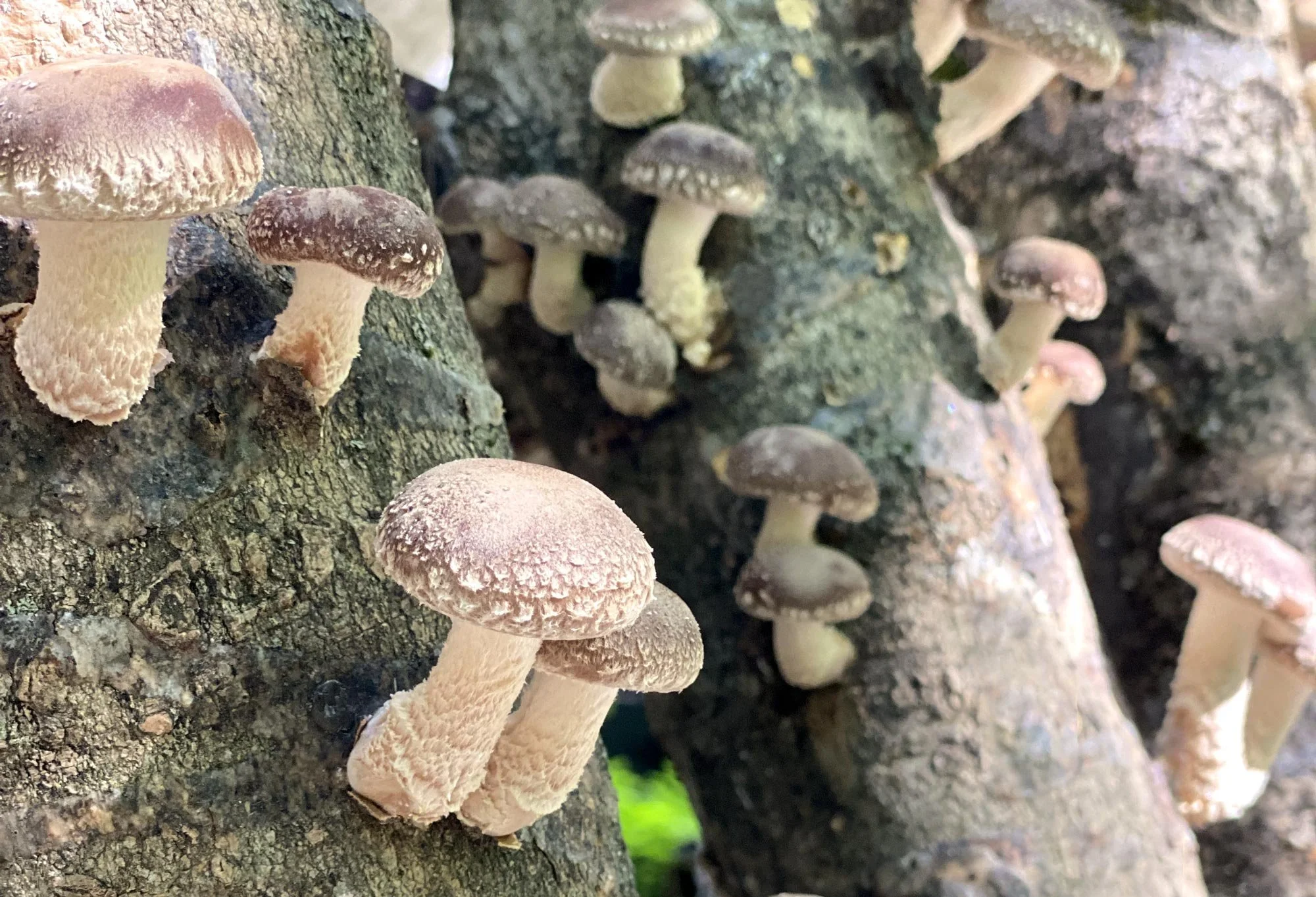Cluster of shiitake log-grown mushrooms fruiting from inoculated logs.