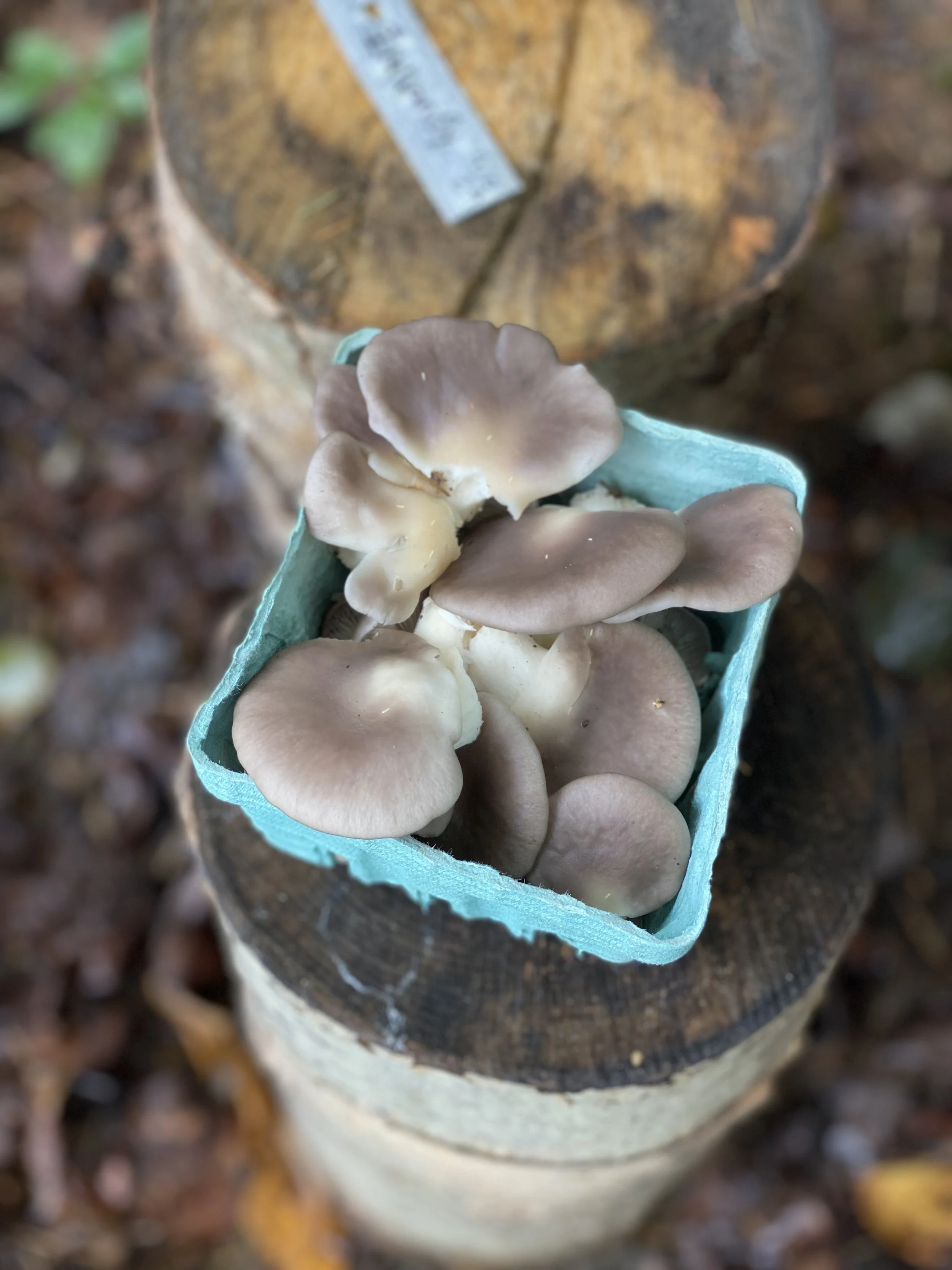 Mushrooms in a teal container on top of a tree stump with a wood texture and a small sticker, outdoors with fallen leaves in the background.