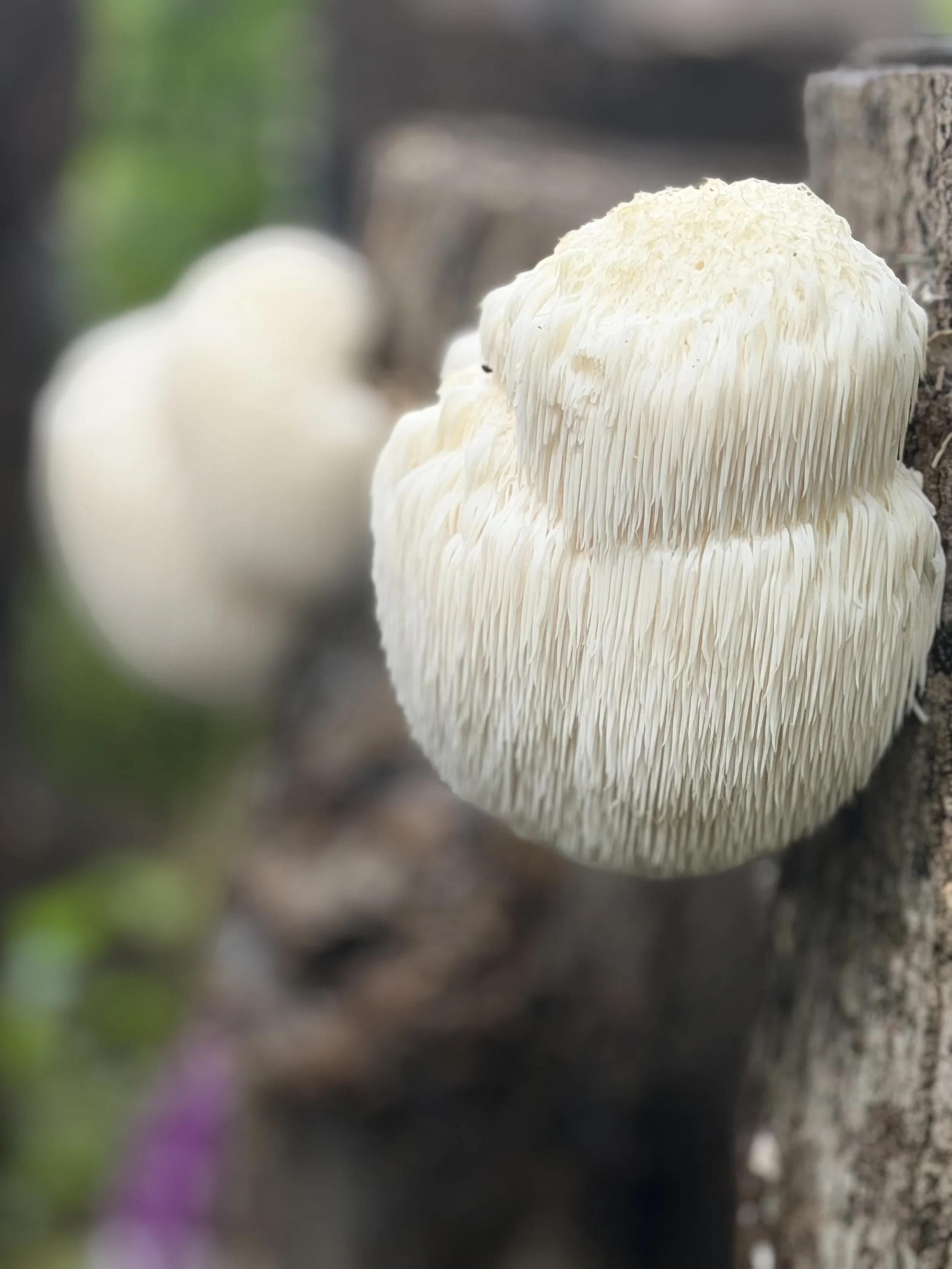 Lion’s Mane ‘Crab’ Cake