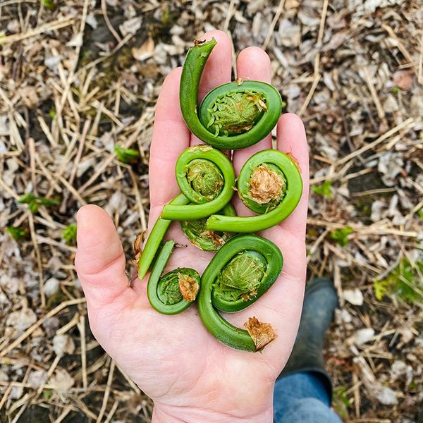 Hand holding fresh fiddlehead fern harvest