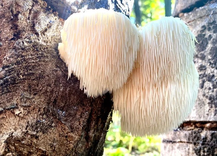 Two large Lion's Mane mushrooms growing from log