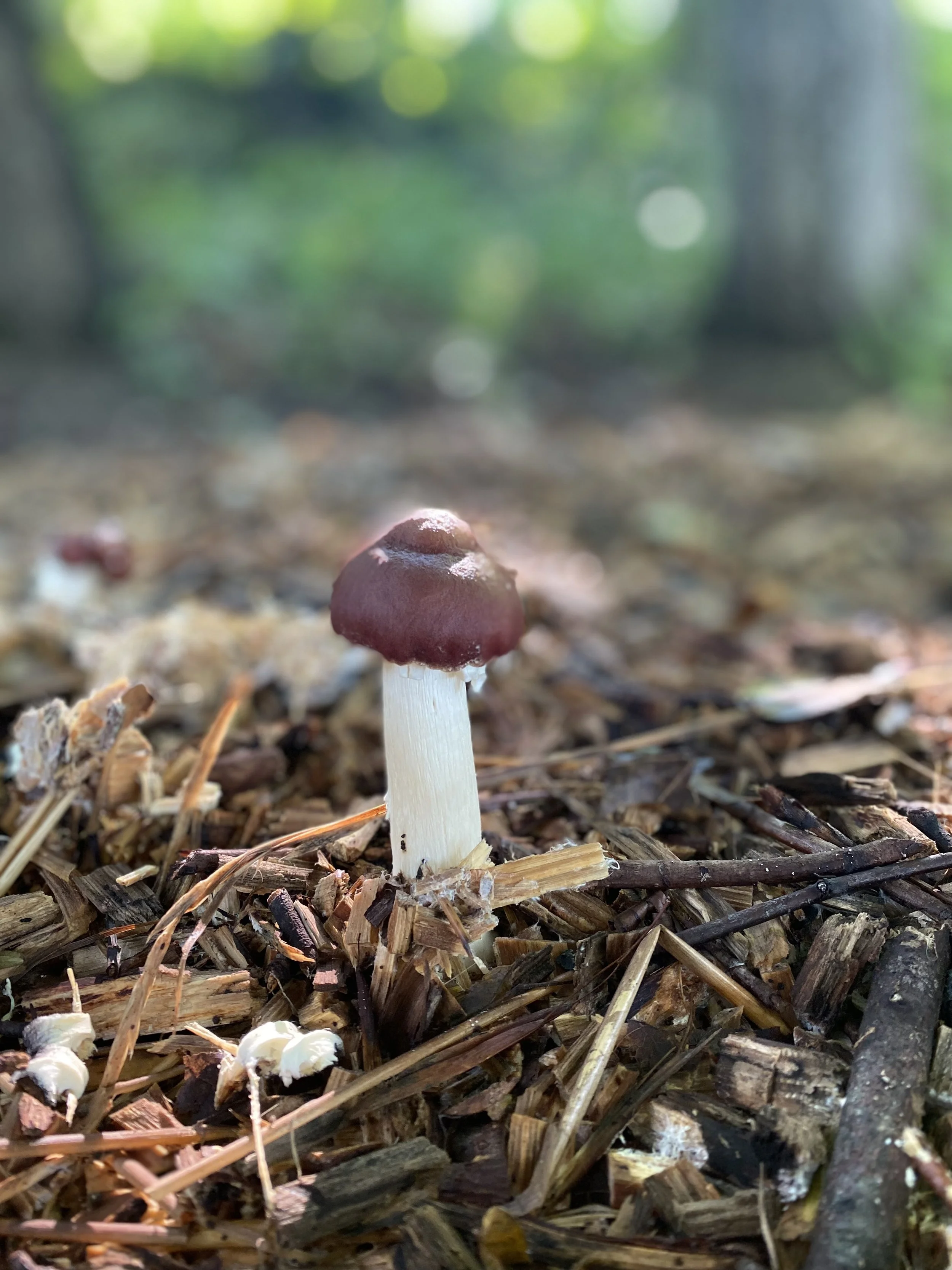 Close-up of a small mushroom with a reddish-brown cap and a white stem growing on the forest floor among wood chips and twigs, with a blurred green and brown forest background.