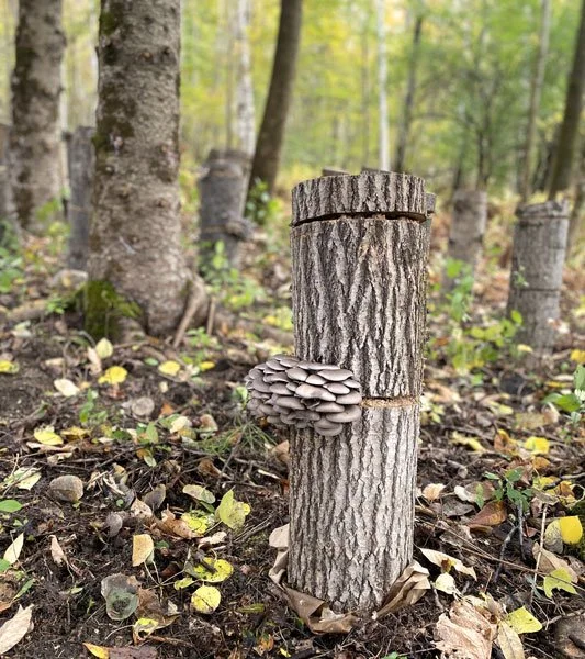 Oyster mushrooms growing on a totem inoculated log in forest farm.