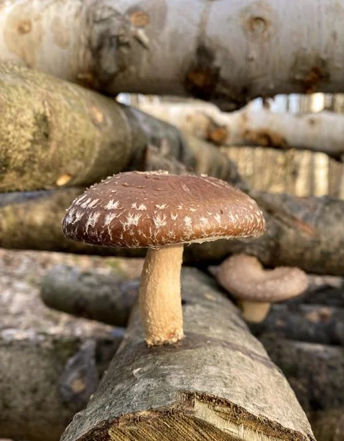 Close-up of a shiitake mushroom growing on a log.