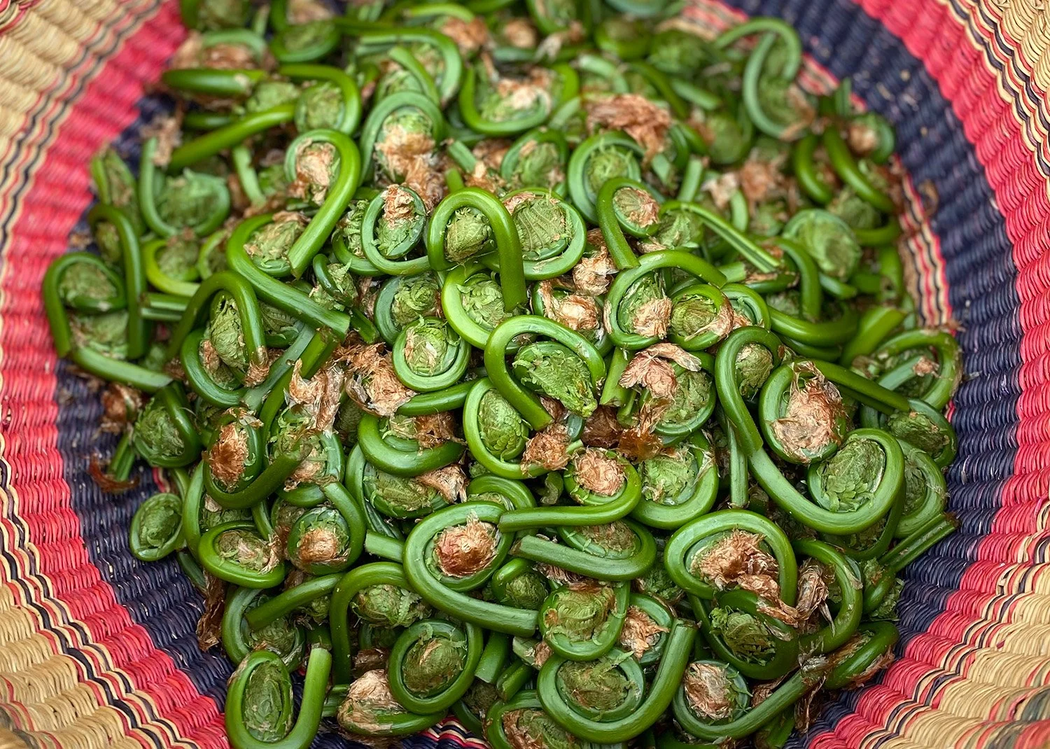 Overstory Farm large basket of fresh fiddlehead ferns