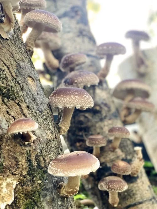 Multiple brown mushrooms with white spots growing on a tree trunk