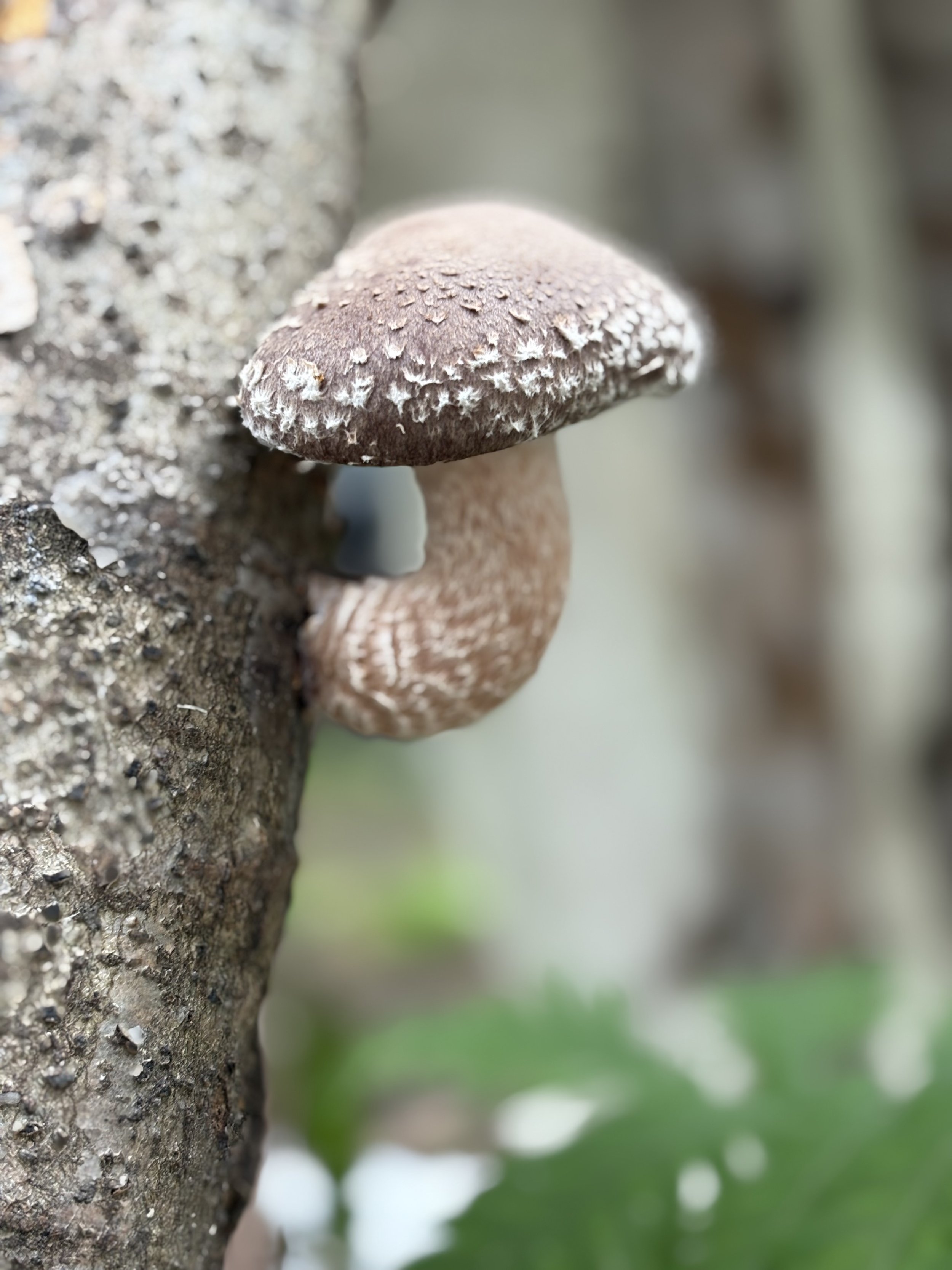 Close-up of a small brown mushroom growing on the side of a tree trunk, with a blurred background of green leaves.