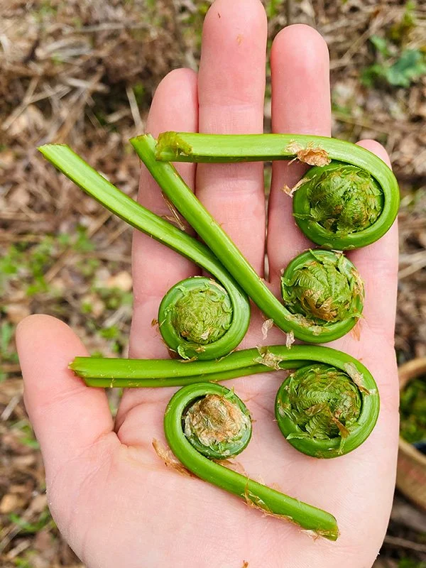 Hand holding spiral shaped fiddlehead ferns