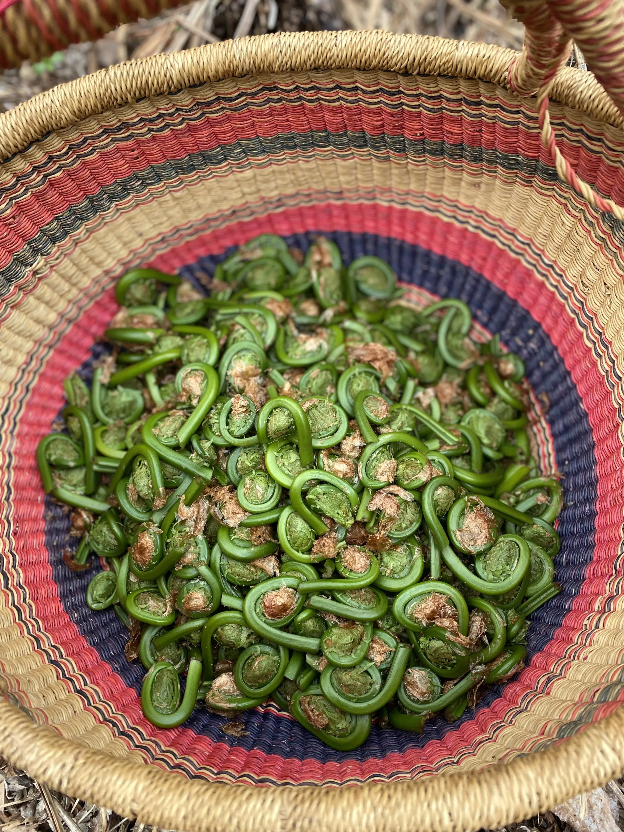 A woven basket filled with freshly picked fiddlehead ferns.