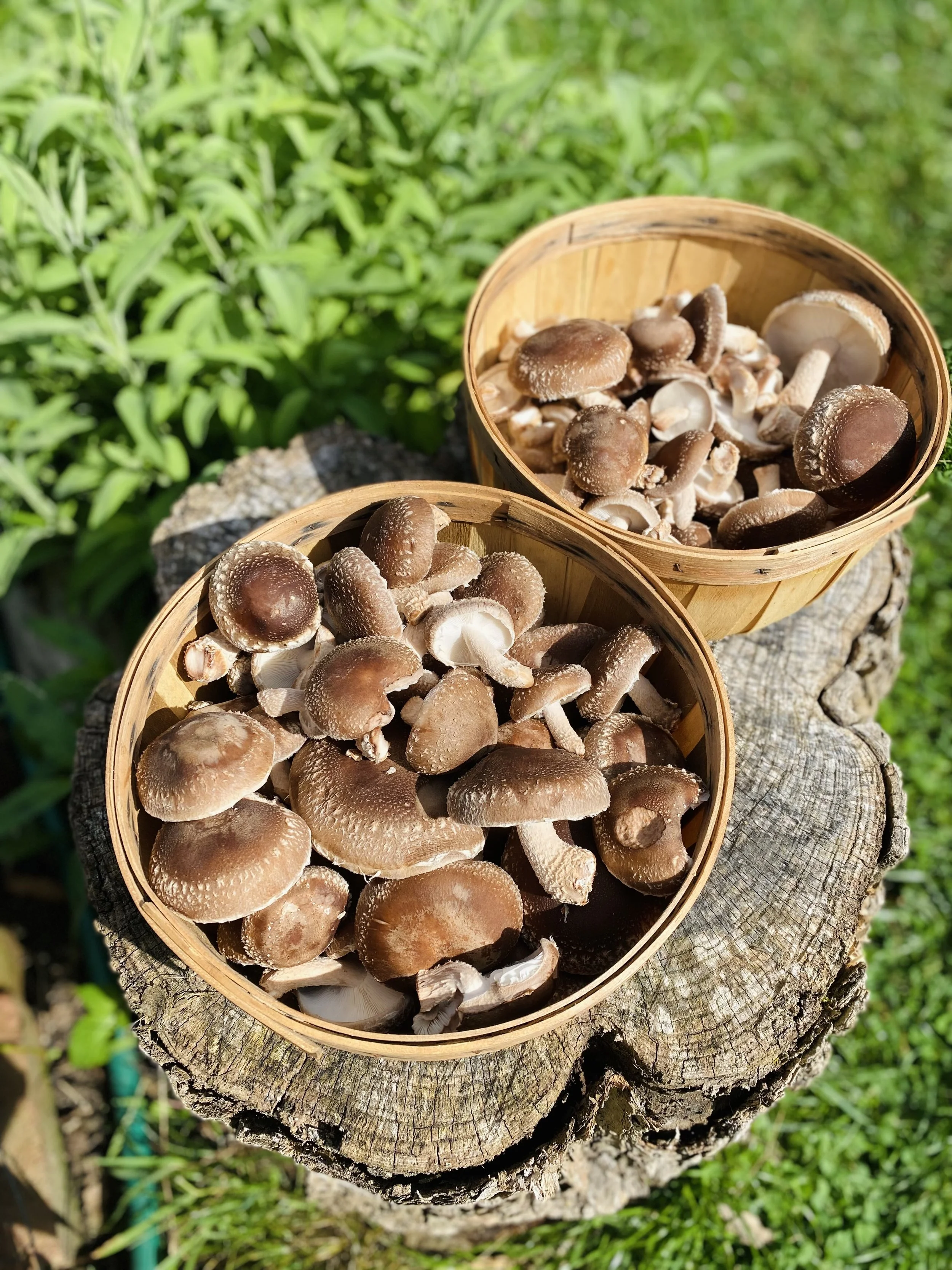 Two baskets of freshly picked brown mushrooms placed on a tree stump outdoors.
