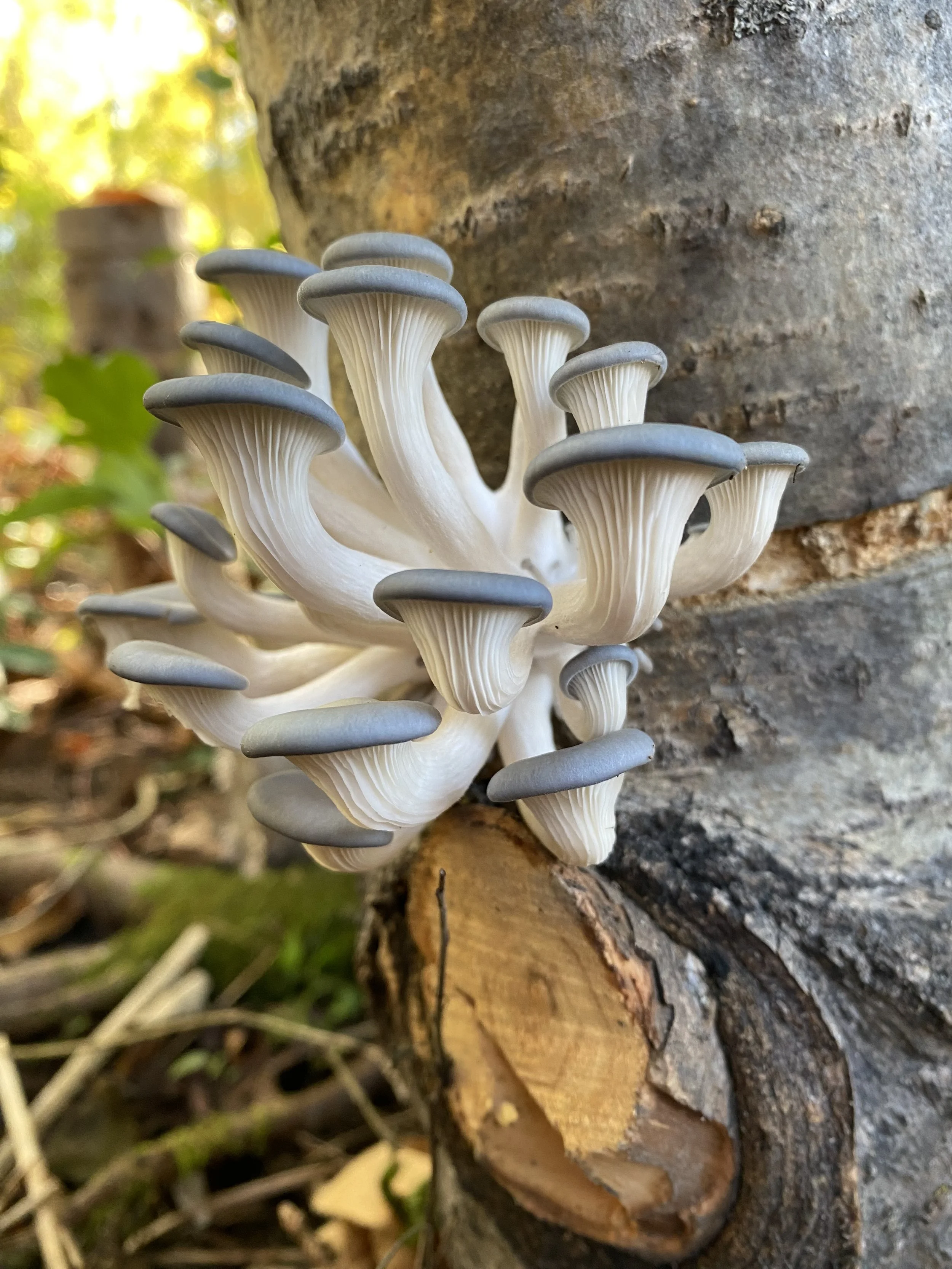 Cluster of white mushrooms with gray caps growing on a tree trunk in a forest setting.